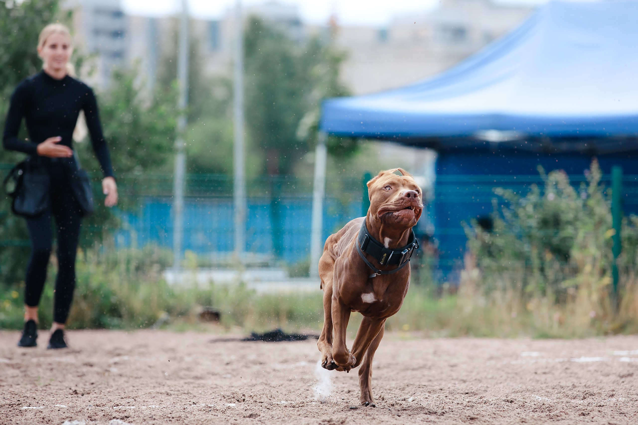 Питч&Гоу + веселые старты. Фотограф-анималист Mary Mart — Москва, Питер