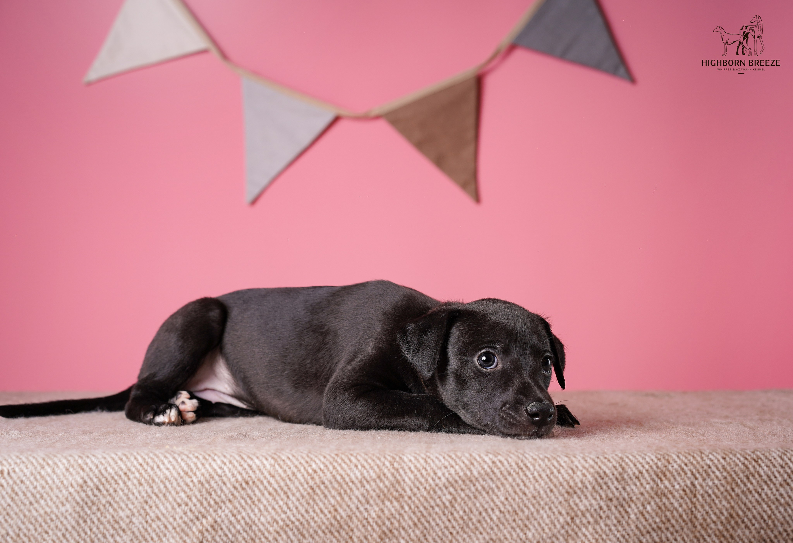Щенки уиппета. Фотограф-анималист в Санкт-Петербурге Яна Мартынова