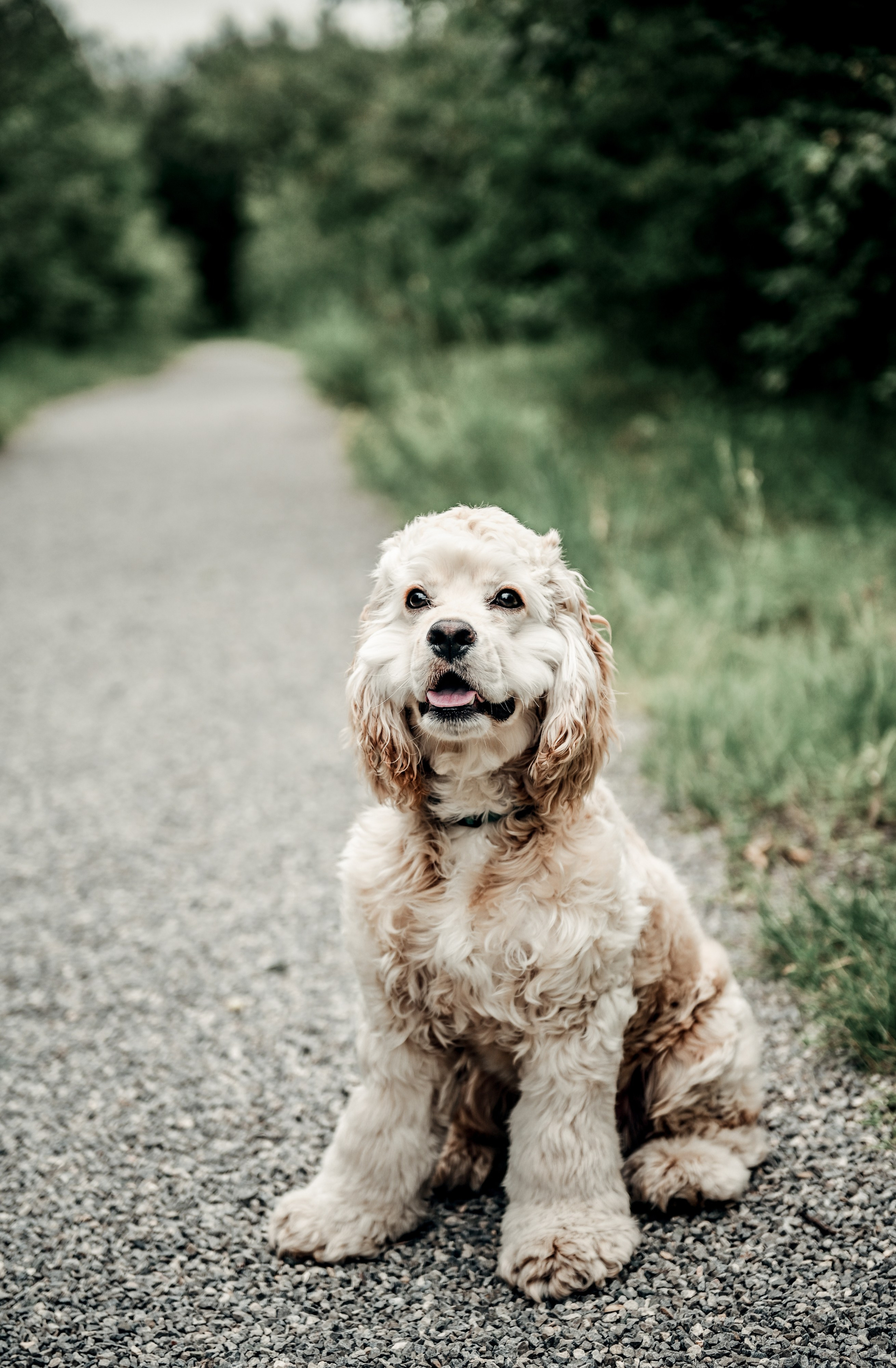 Love story прогулка вместе с песиком))). Свадебный, семейный, детский, контент фотограф в Омске Максим Ильин