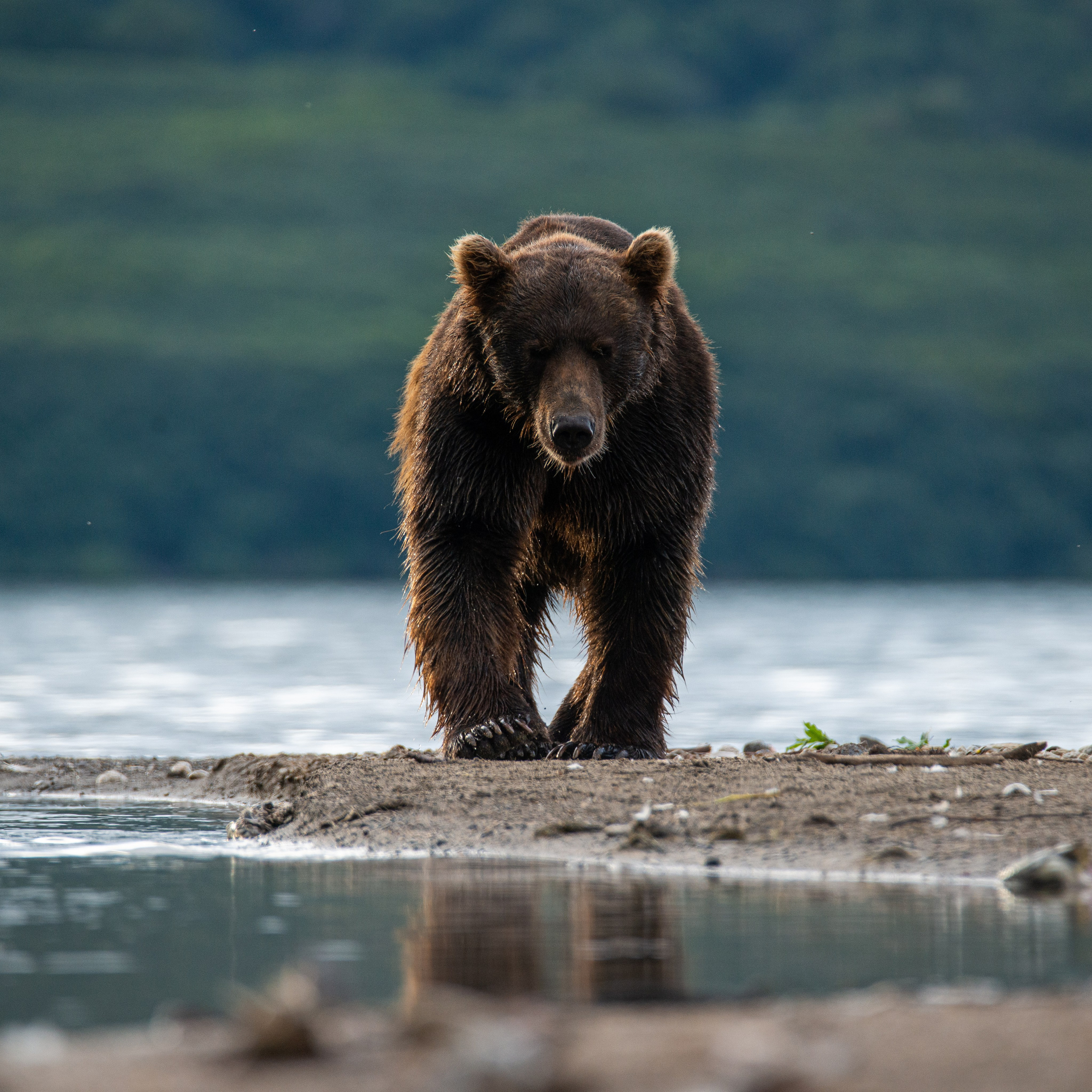 Камчатка — земля медведей. Игорь Иванко — Репортажный и событийный фотограф. Москва