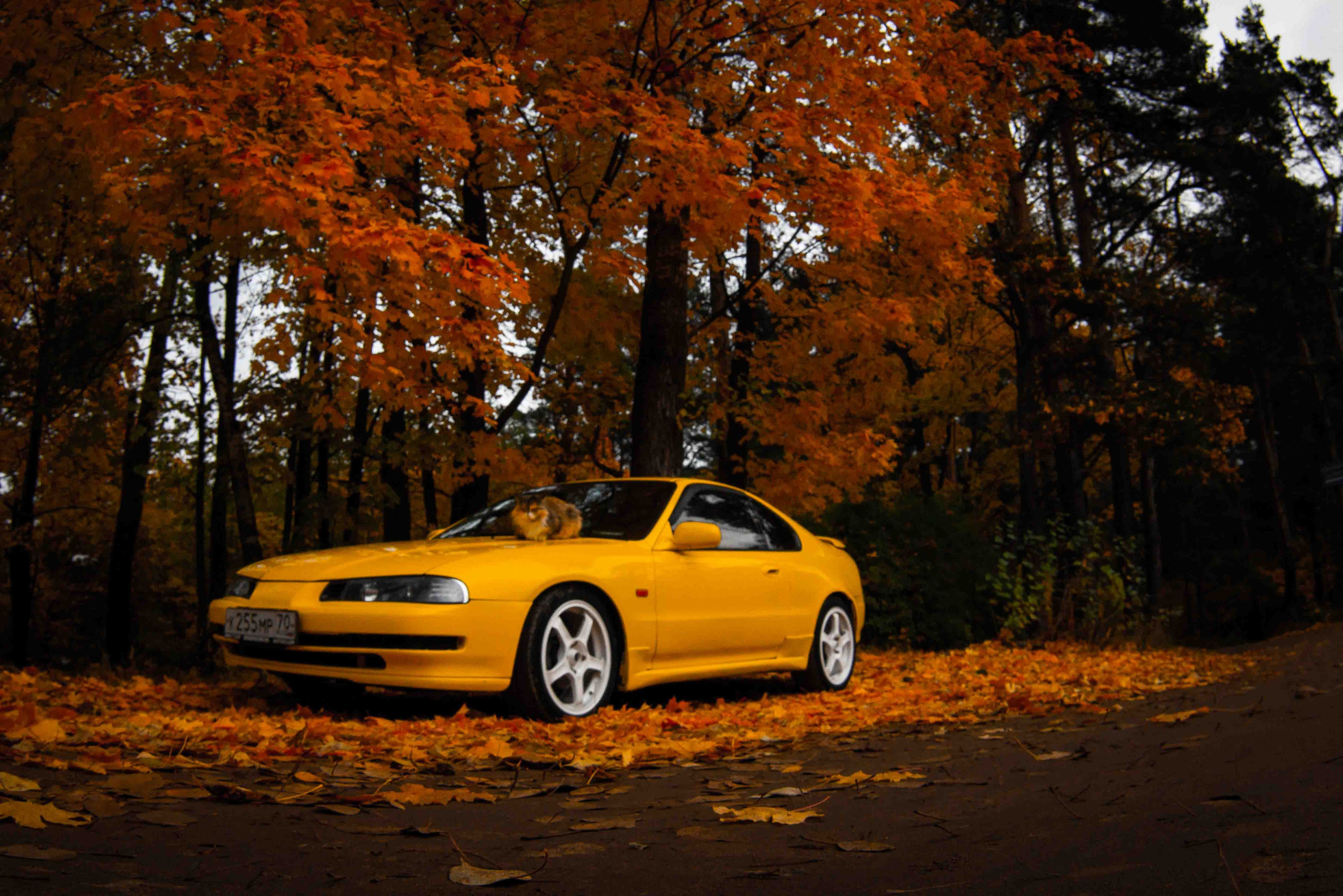 Осеннее настроение. Александр Попов