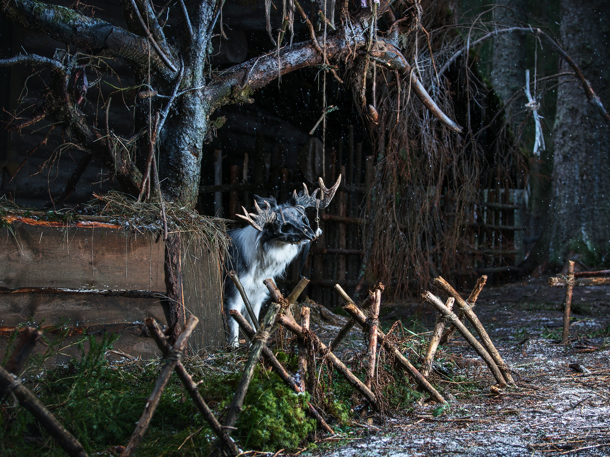 Хэллуин. Фотограф анималист Никита Натальный