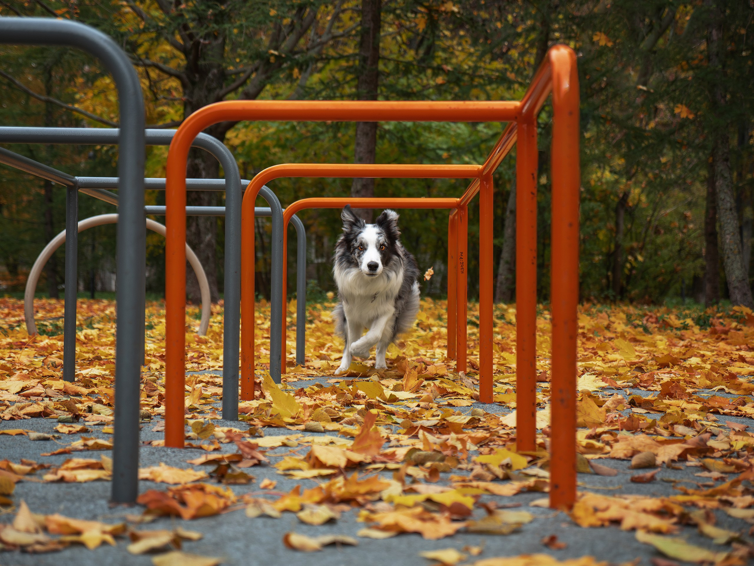 Осень. Фотограф анималист Никита Натальный