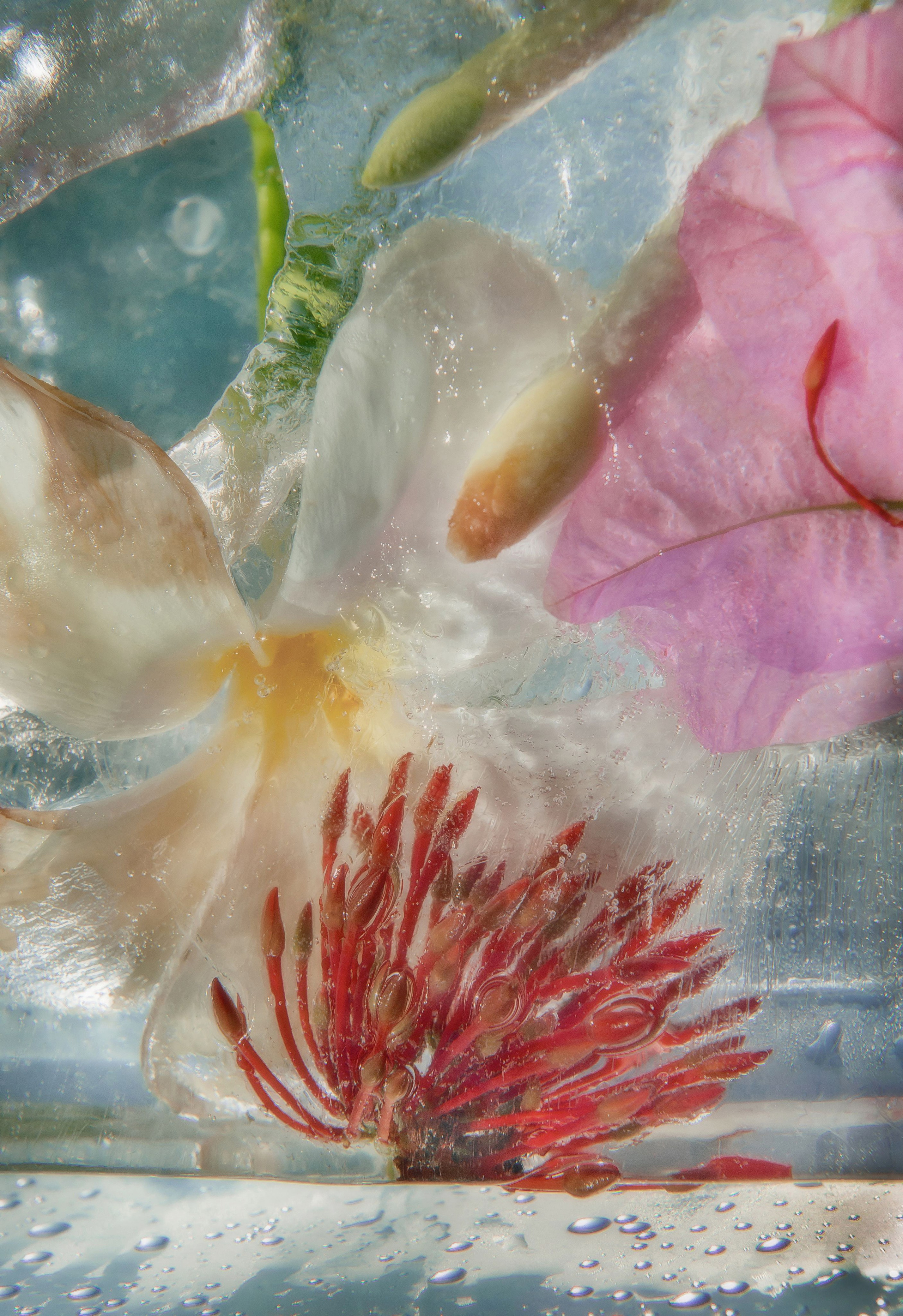 ADVERTISING. Denisgeorgievski