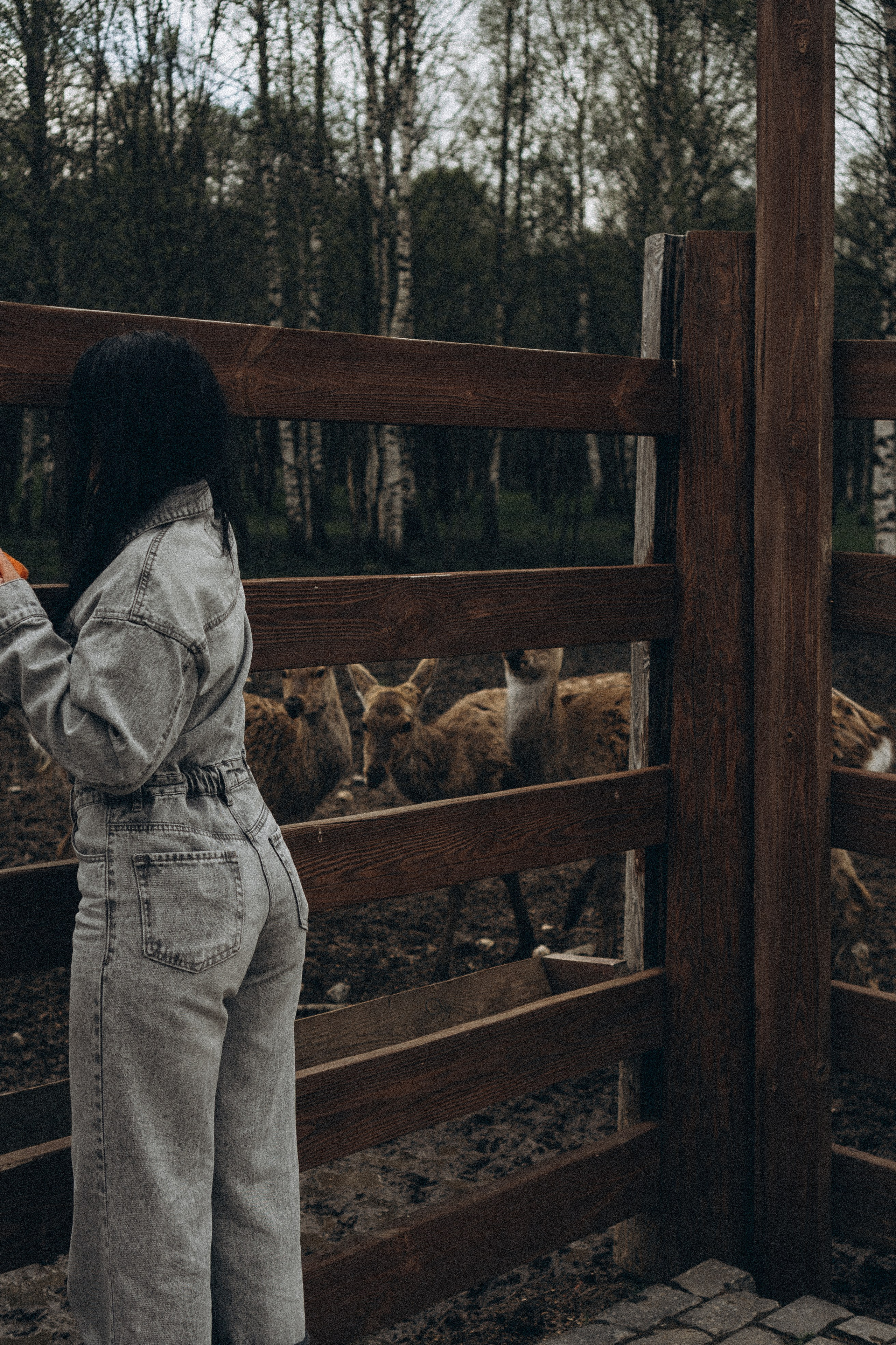ОЛЕНЬЯ ФЕРМА В ТВЕРИ. Профессиональный фотограф, Санкт-Петербург — Виктория Богомолова