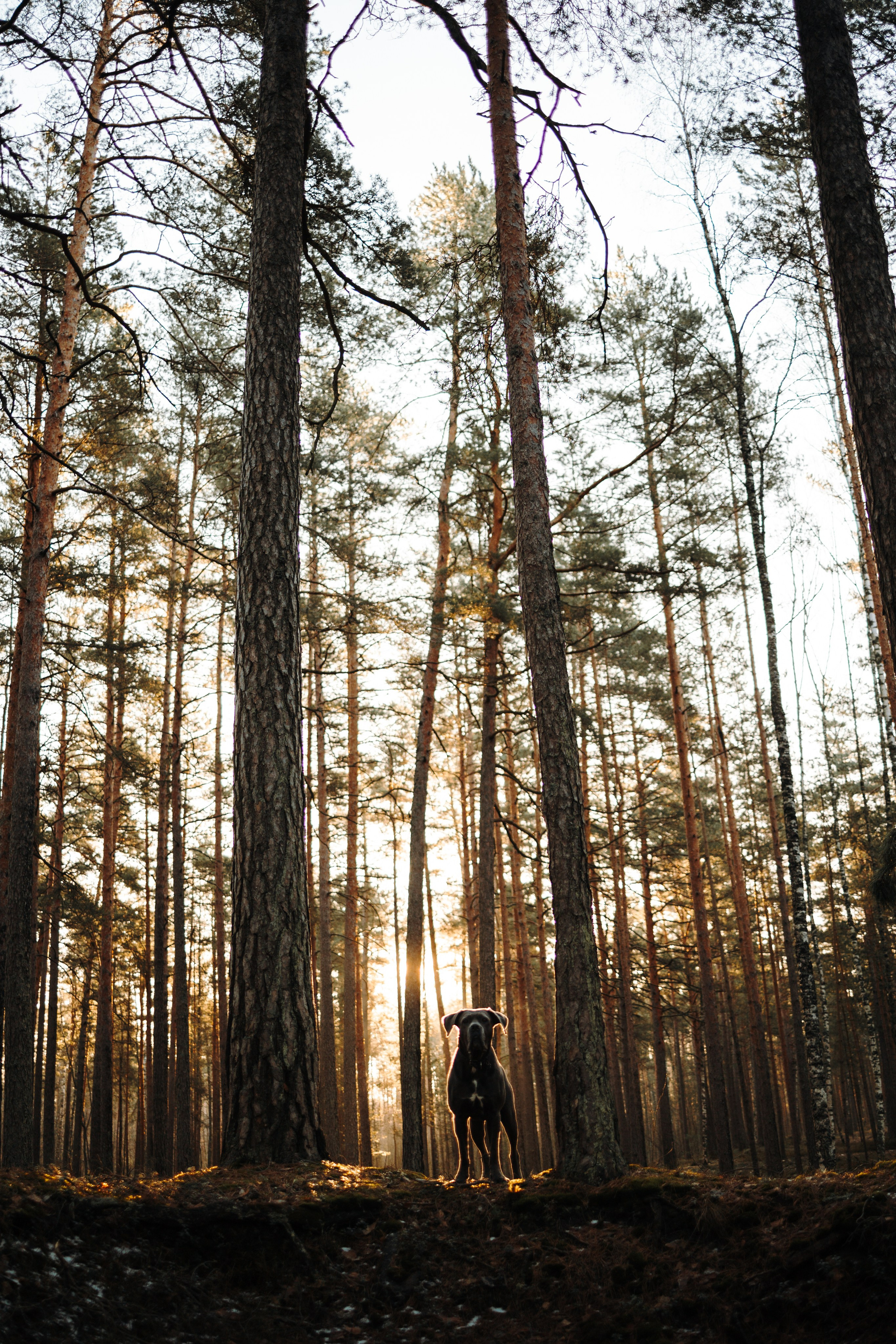 Анна и Лана. Фотограф — Анималист | Санкт-Петербург