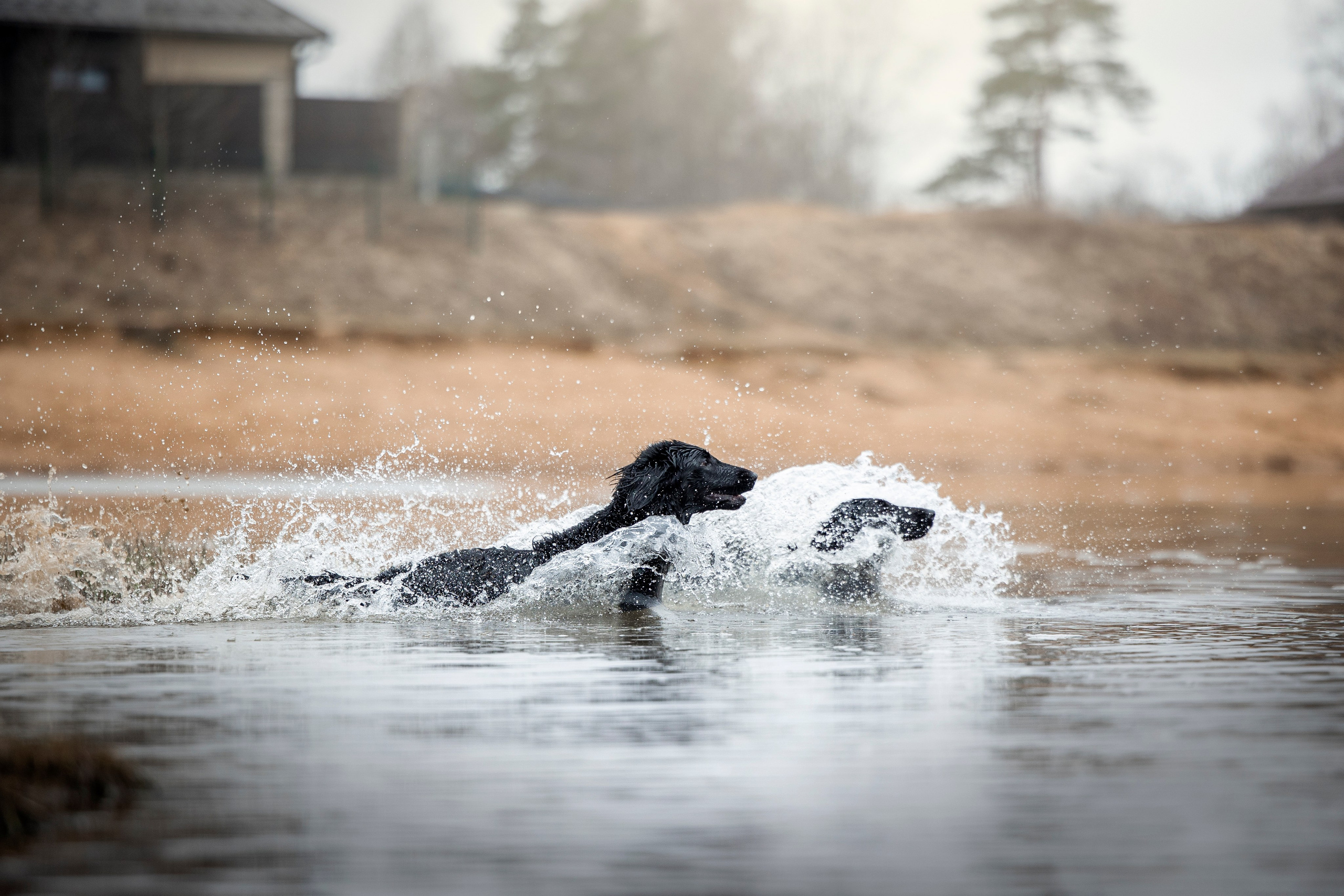Ора, Ева, Рози и их семья. Фотограф — Анималист | Санкт-Петербург