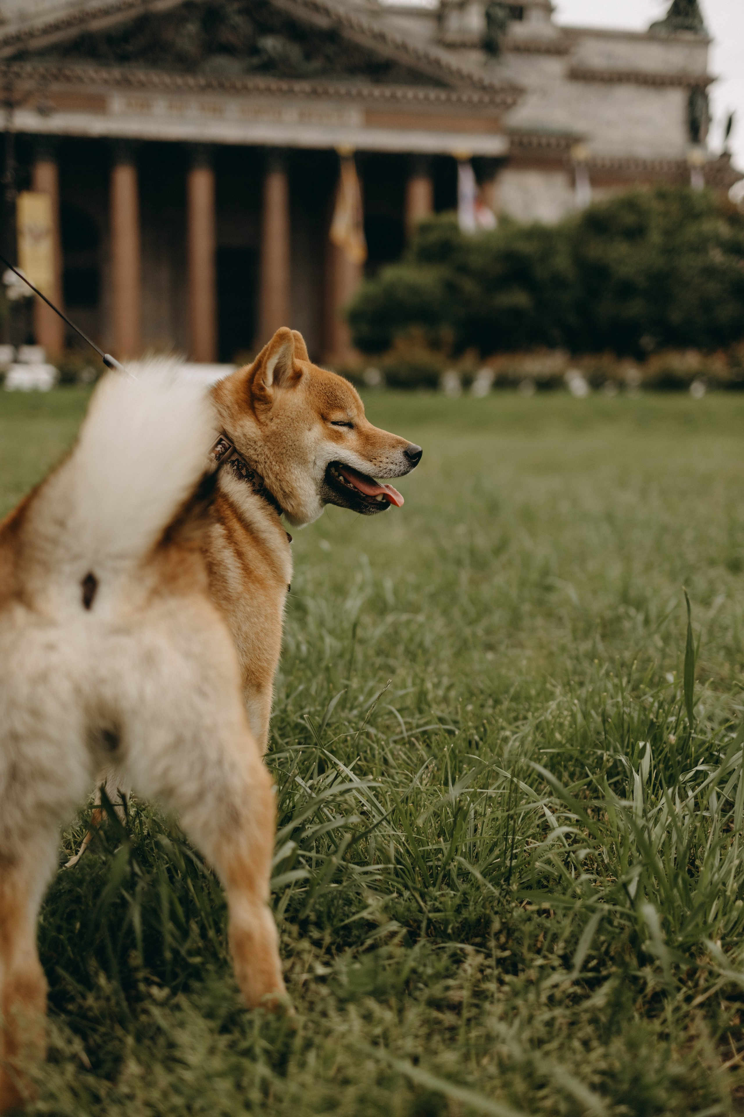 Сириус и его семья. Фотограф — Анималист | Санкт-Петербург