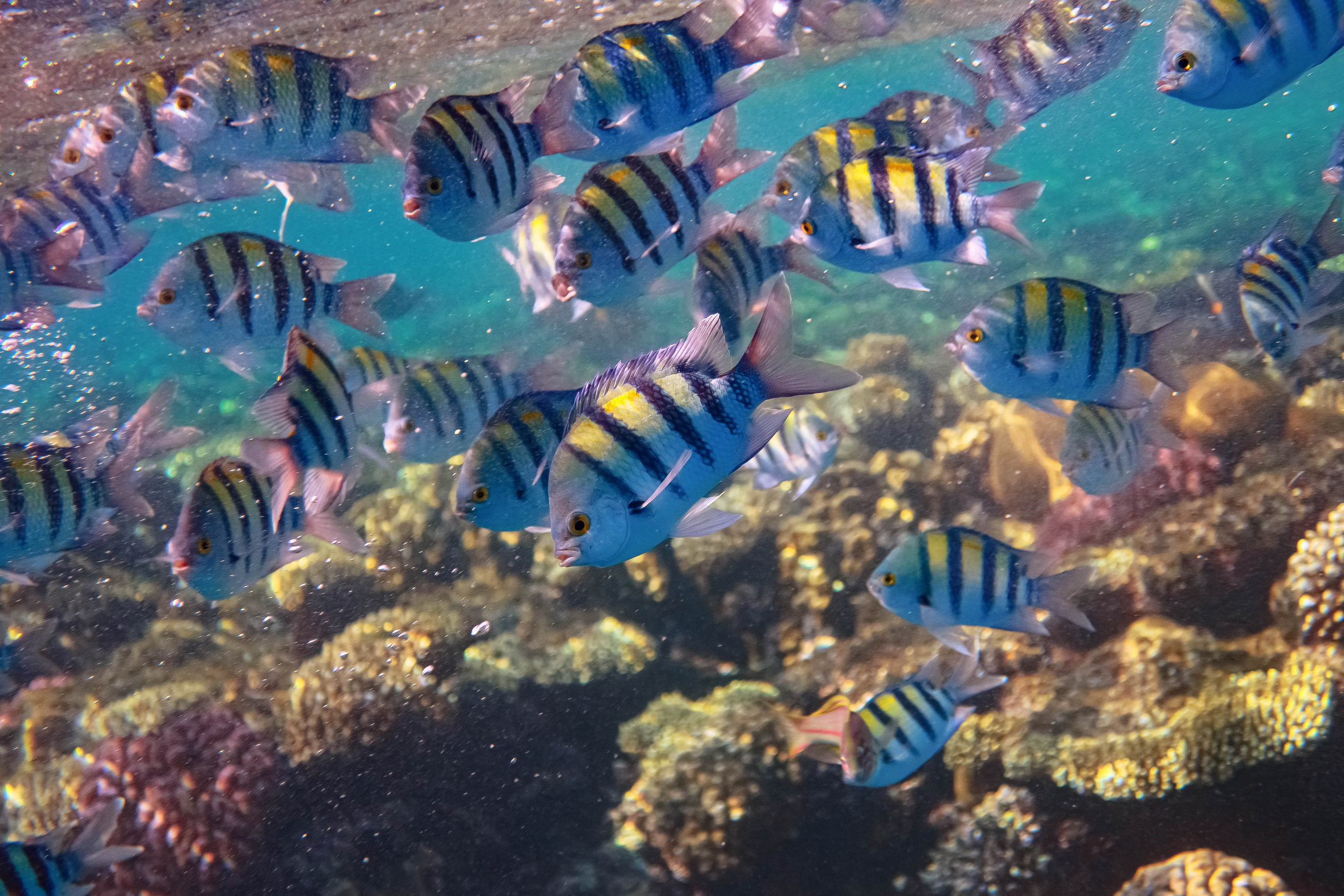 Fish. Фотограф Светлана Голицына