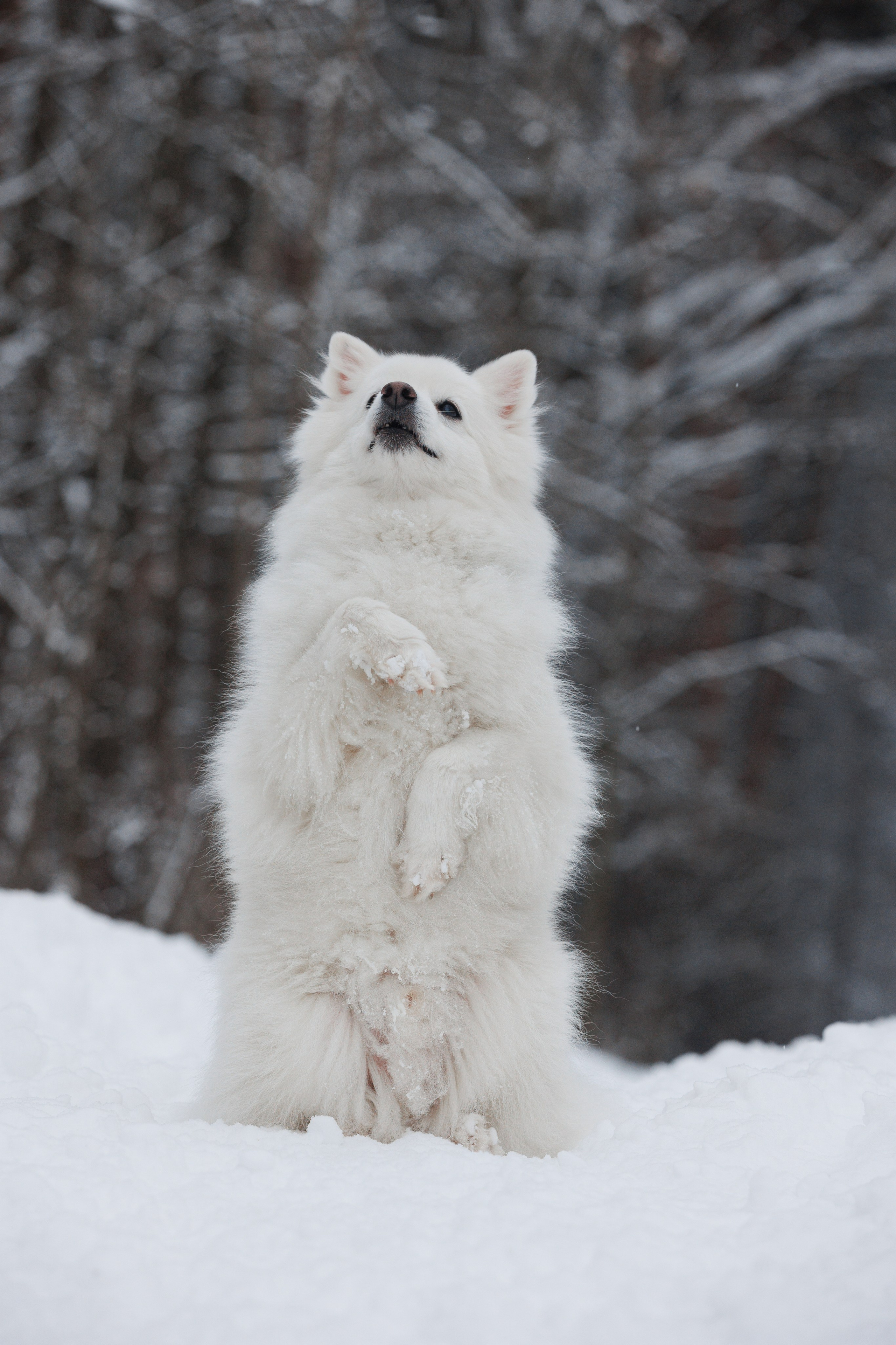 Даша и компания. Фотограф анималист Кристина Карпова, Москва