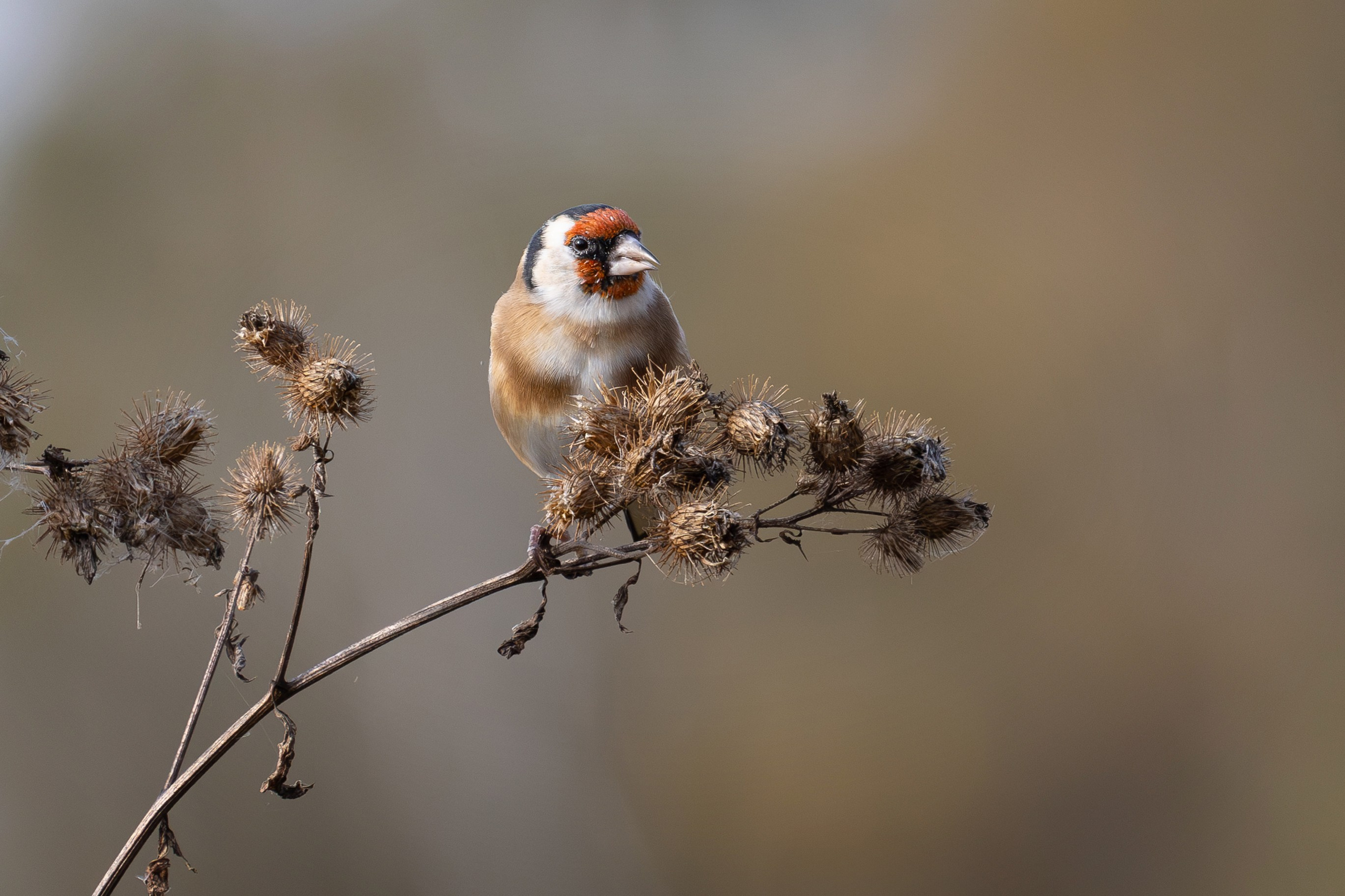 Черноголовый щегол на чертополохе, г. Москва, долина реки Рудневки Снято на Canon EOS R8, RF 600 mm f11.