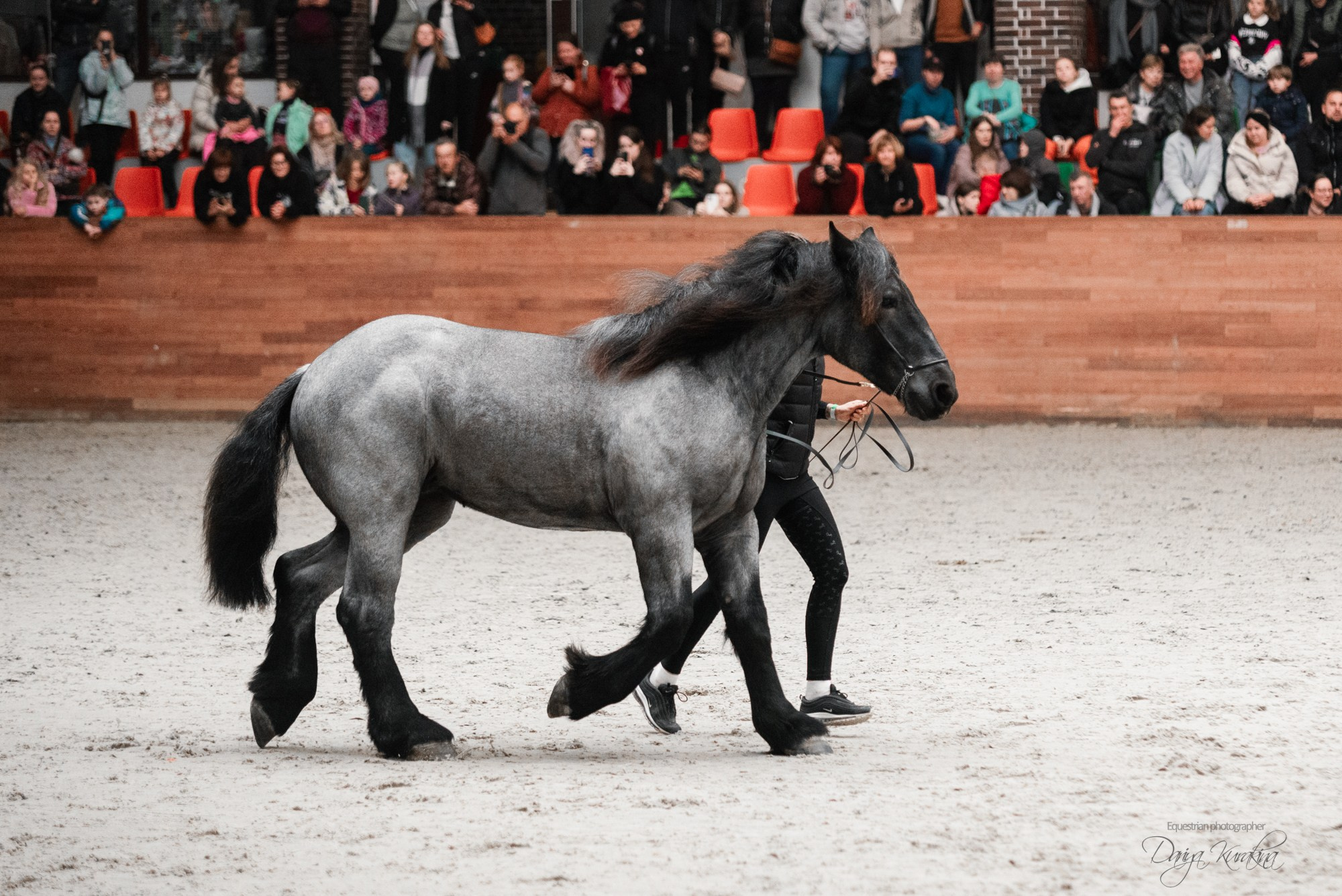 8-я международная выставка Конная Россия. Конный фотограф Куракина Дарья • Фотосессии с лошадьми