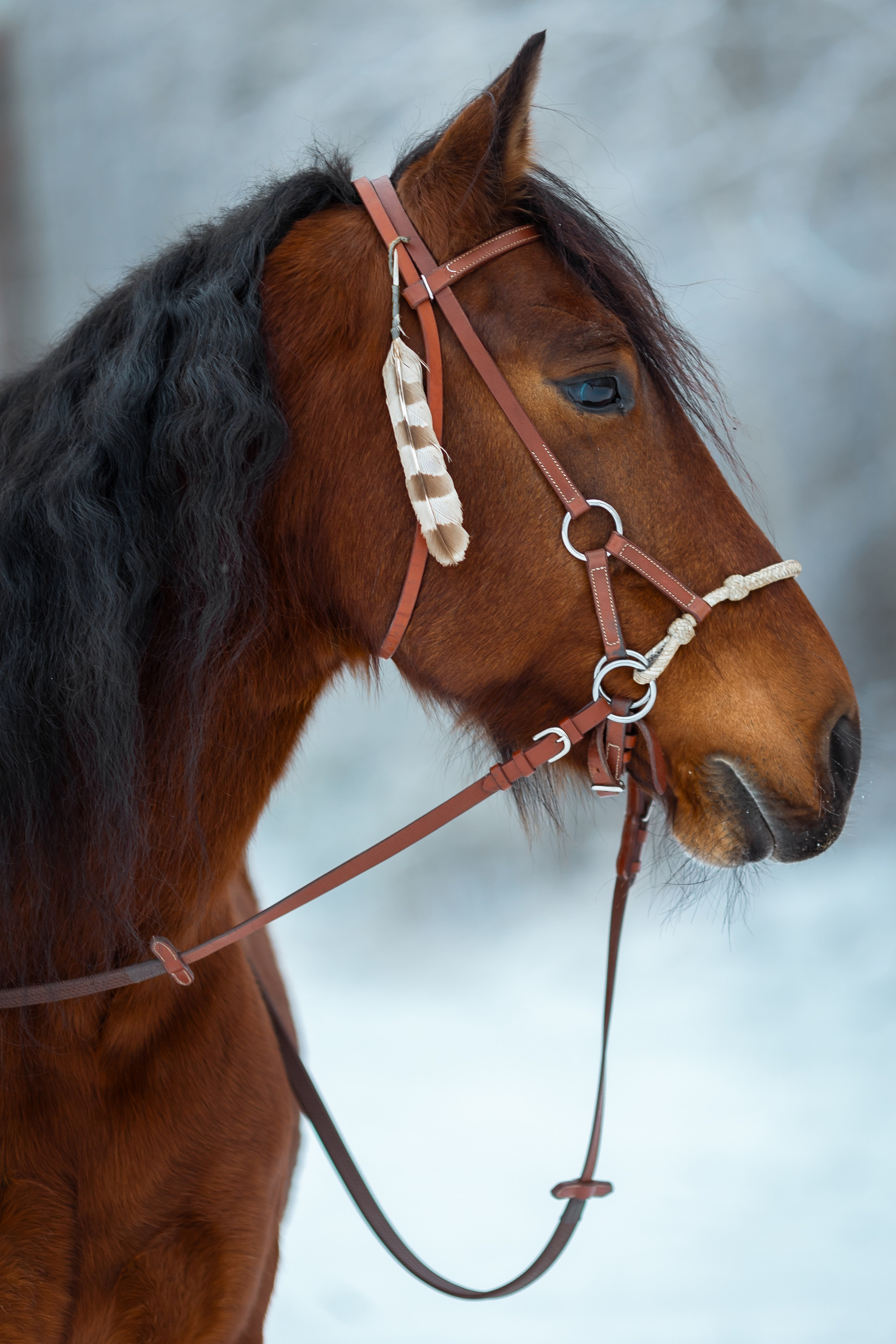 Для фотографов. Анна Молчанова конный фотограф в Тюмени | фотосессии с лошадьми Тюмень
