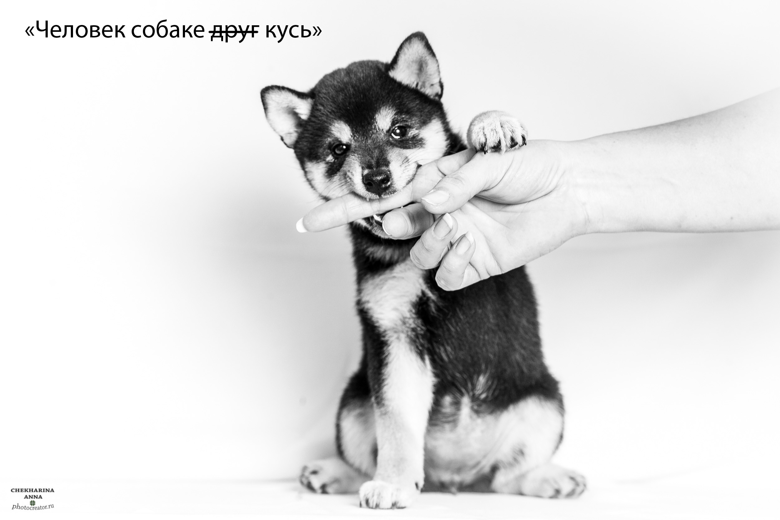 Анималистика. Профессиональный фотограф Чехарина Анна / pro photographer Chekharina