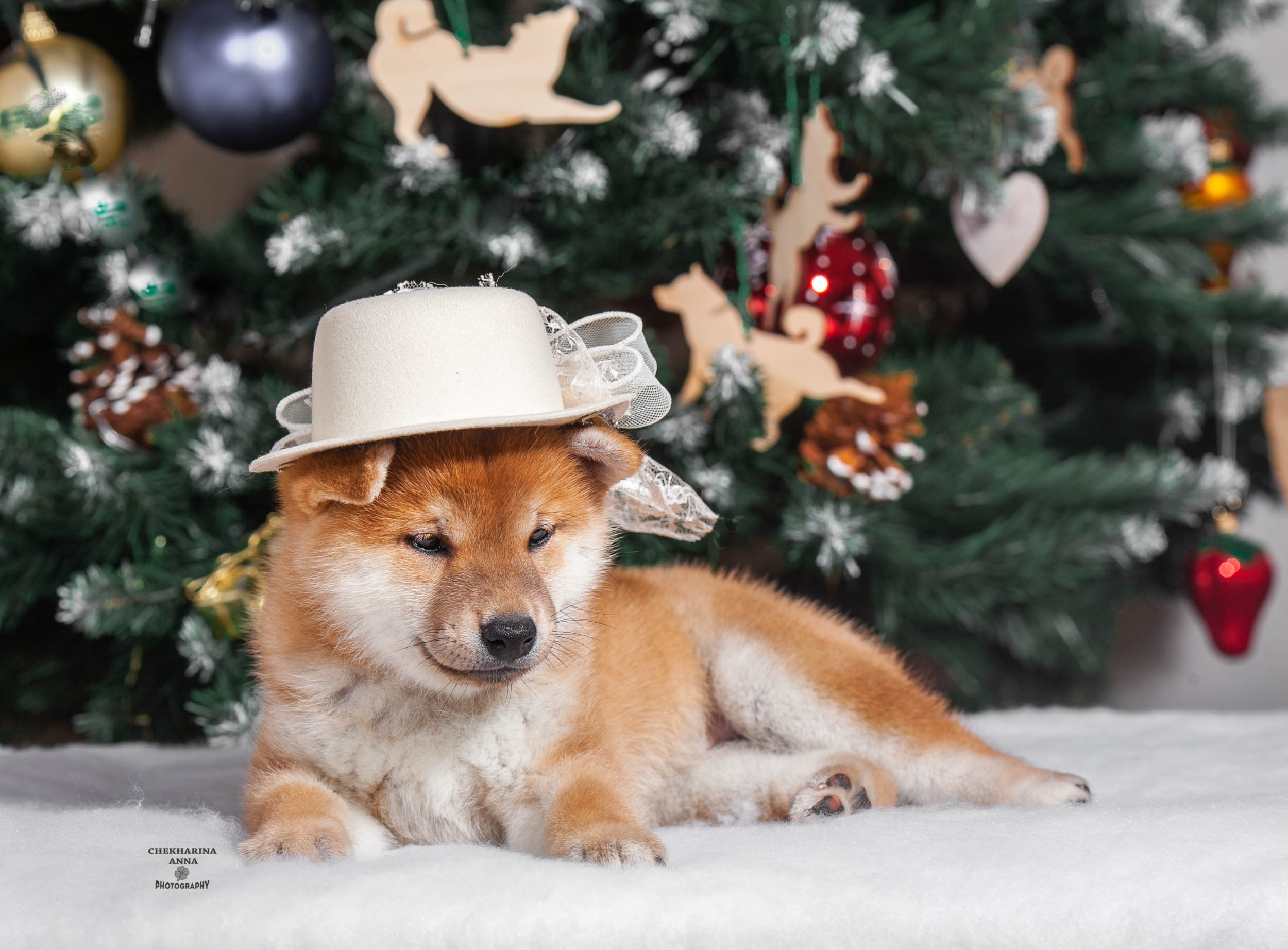 Анималистика. Профессиональный фотограф Чехарина Анна / pro photographer Chekharina