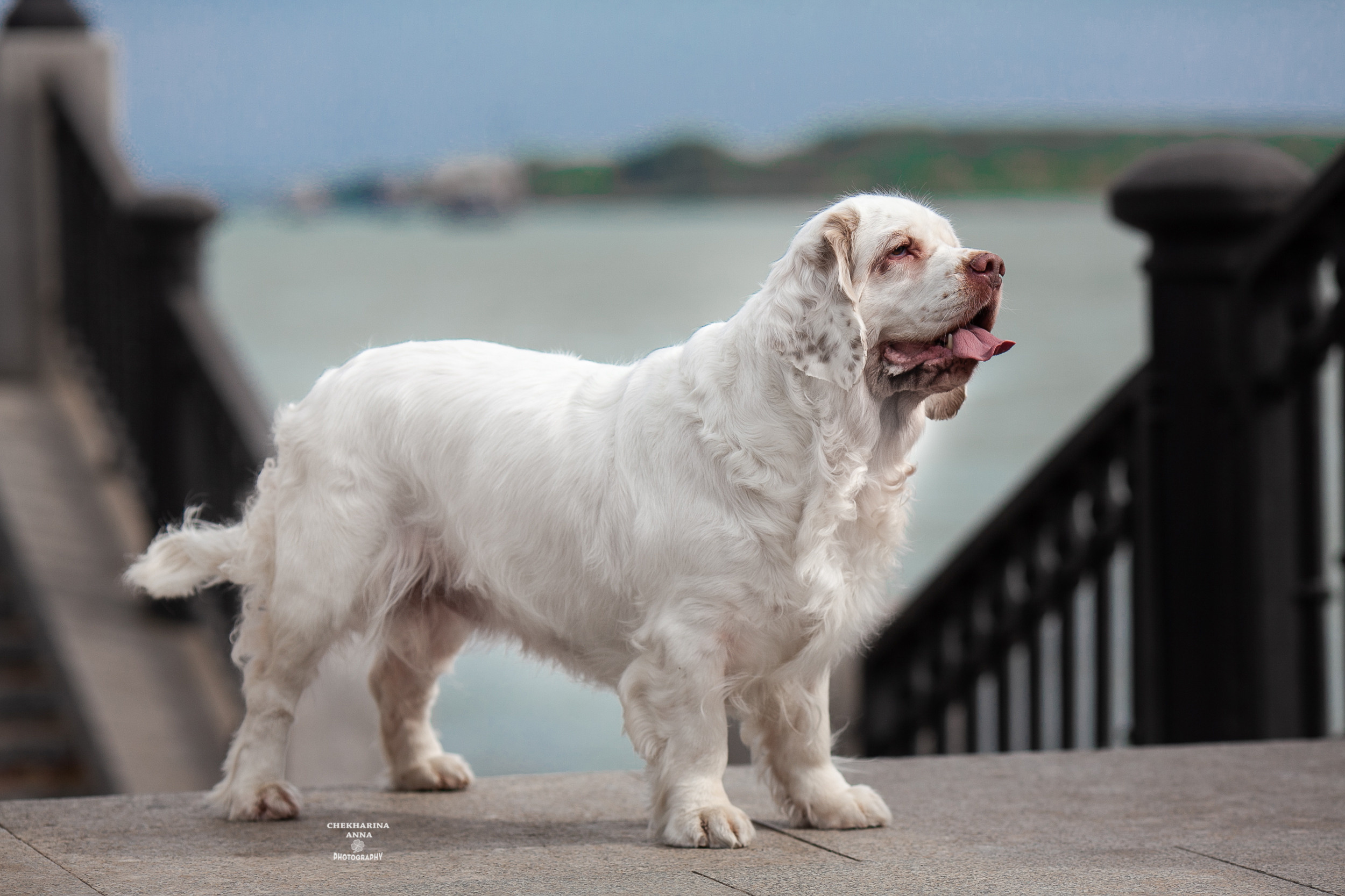 Анималистика. Профессиональный фотограф Чехарина Анна / pro photographer Chekharina