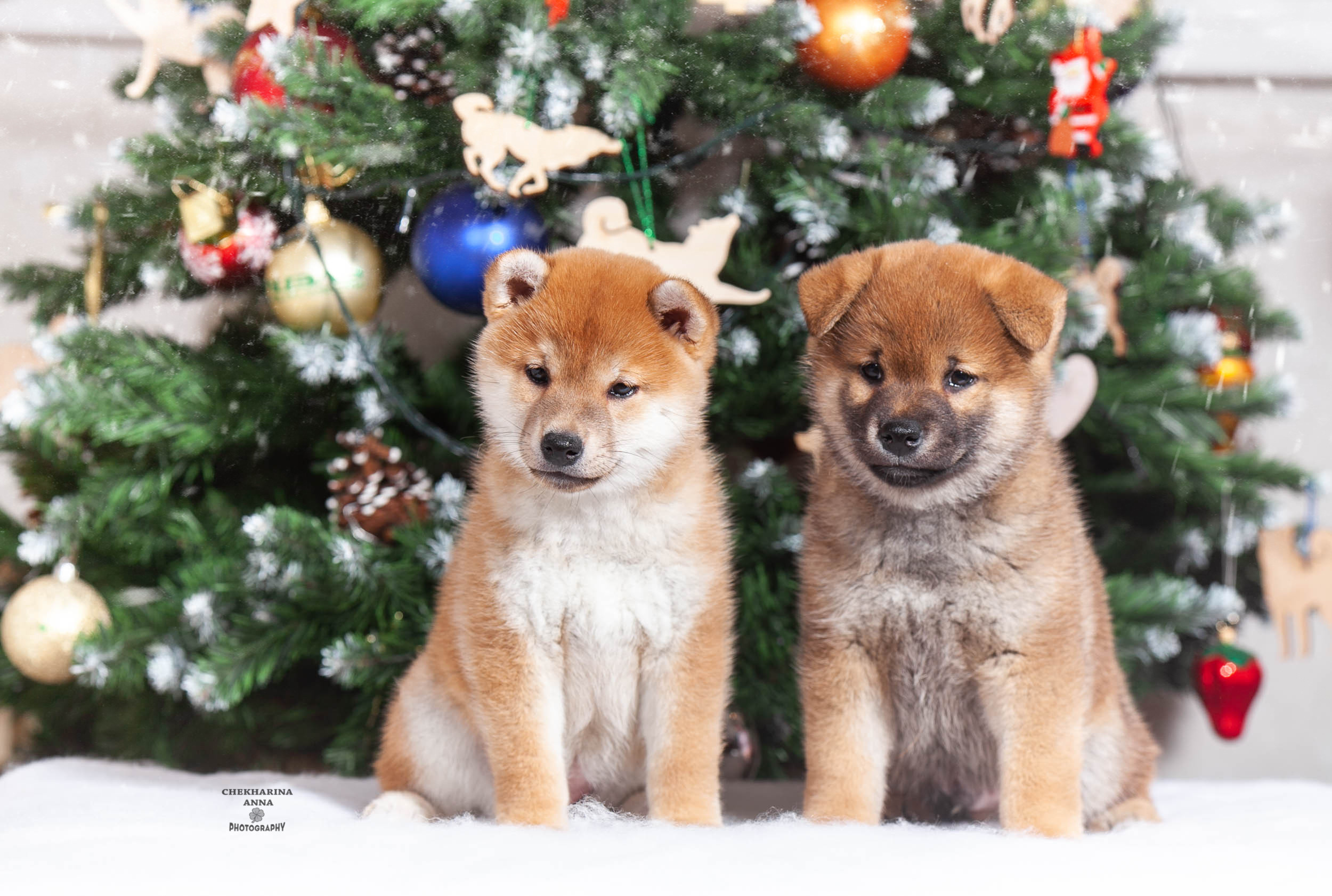 Анималистика. Профессиональный фотограф Чехарина Анна / pro photographer Chekharina