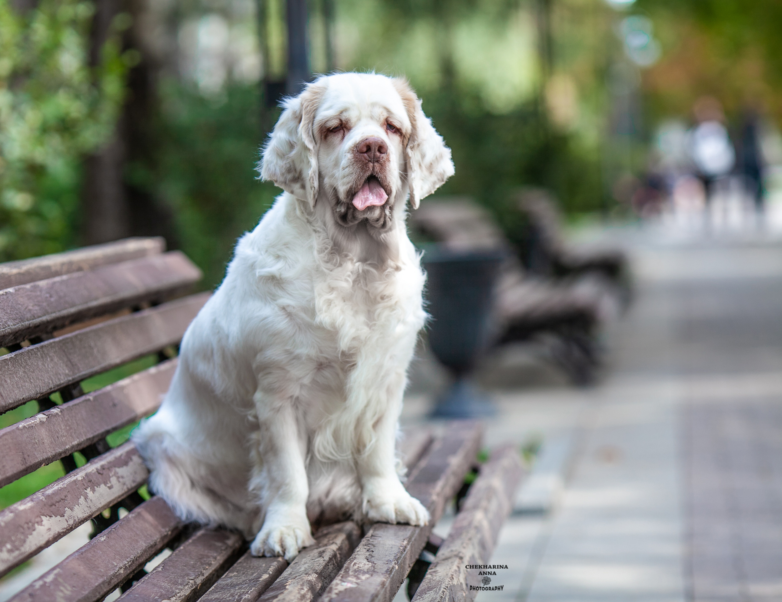 Анималистика. Профессиональный фотограф Чехарина Анна / pro photographer Chekharina
