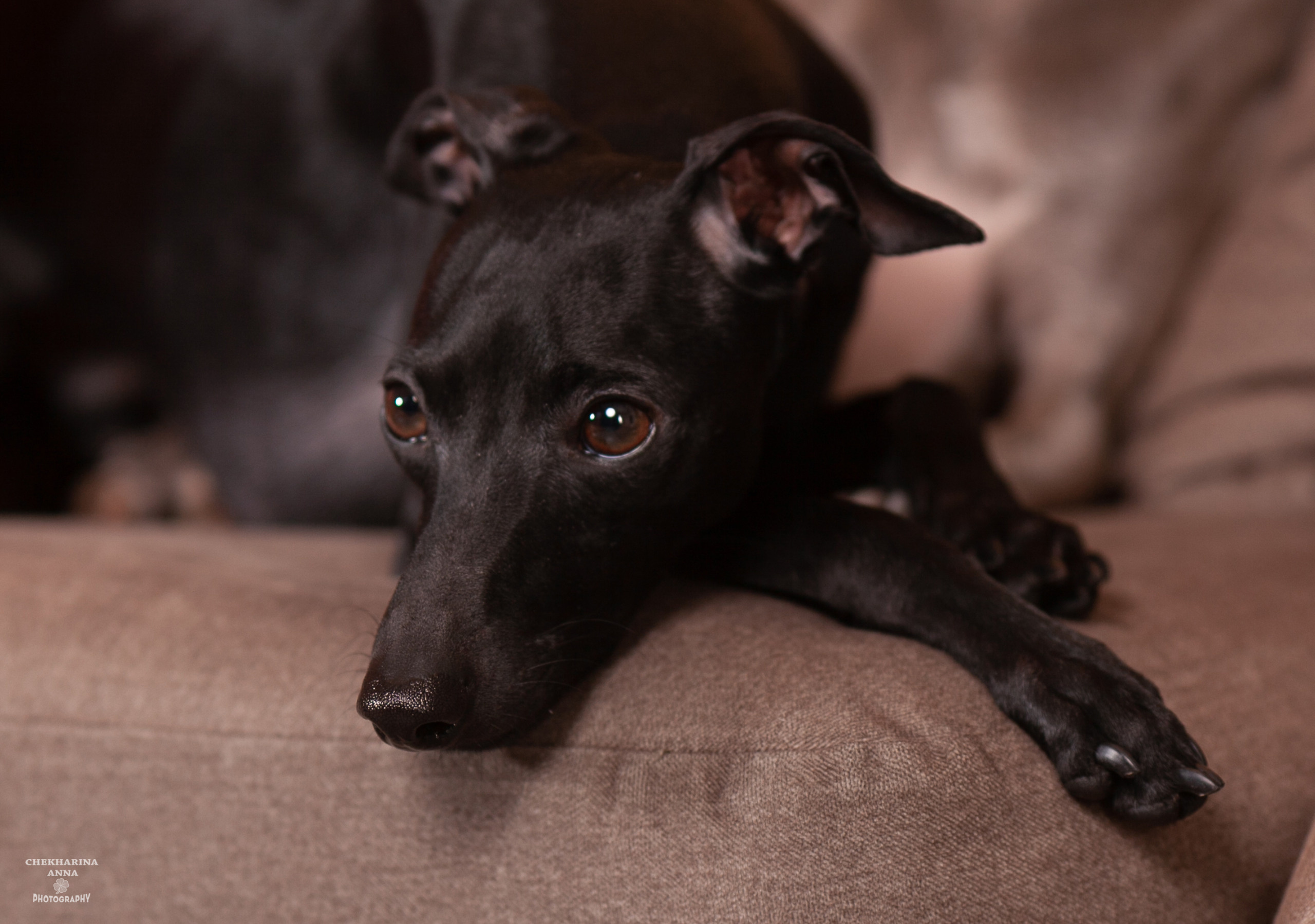 Анималистика. Профессиональный фотограф Чехарина Анна / pro photographer Chekharina
