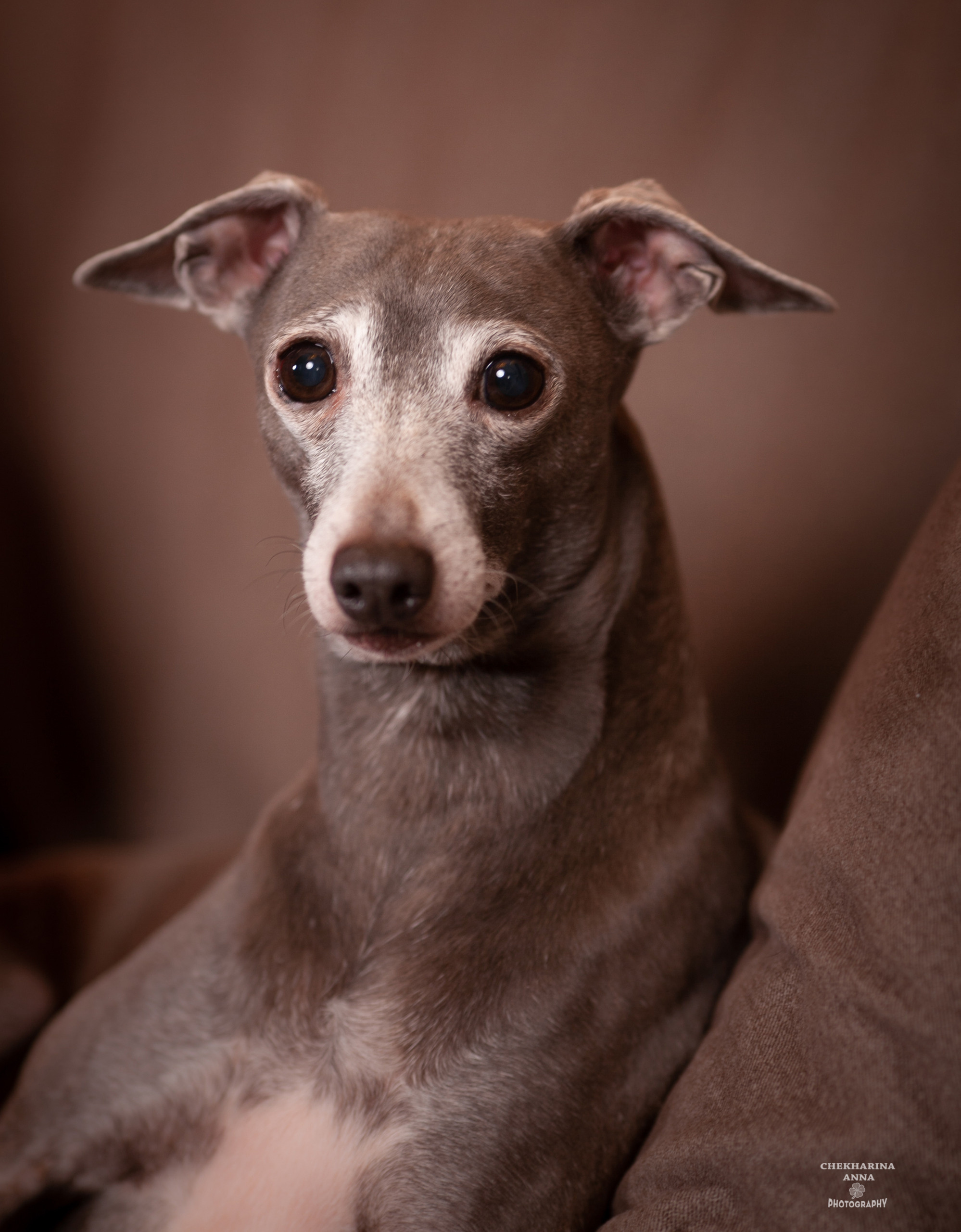 Анималистика. Профессиональный фотограф Чехарина Анна / pro photographer Chekharina