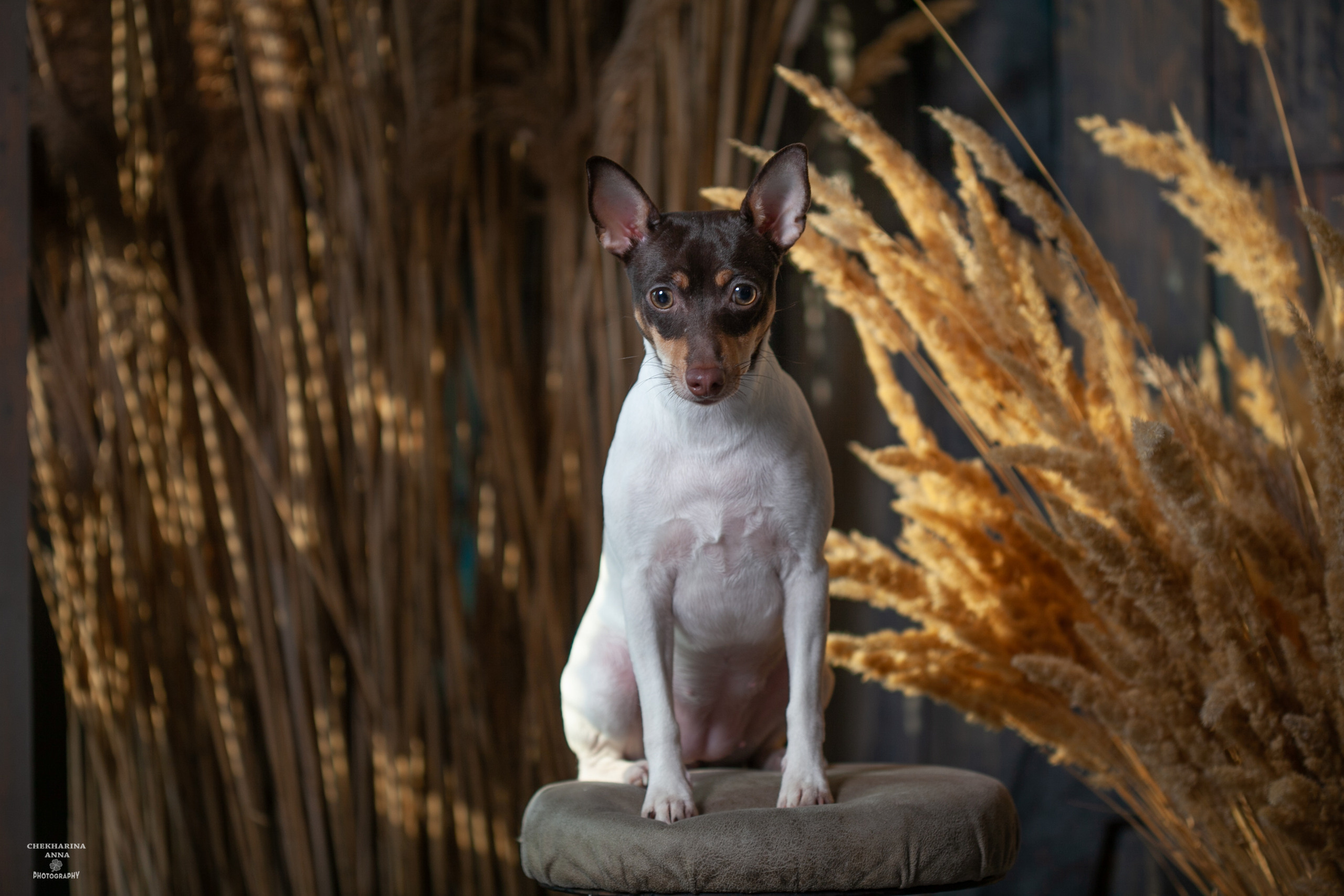 Анималистика. Профессиональный фотограф Чехарина Анна / pro photographer Chekharina