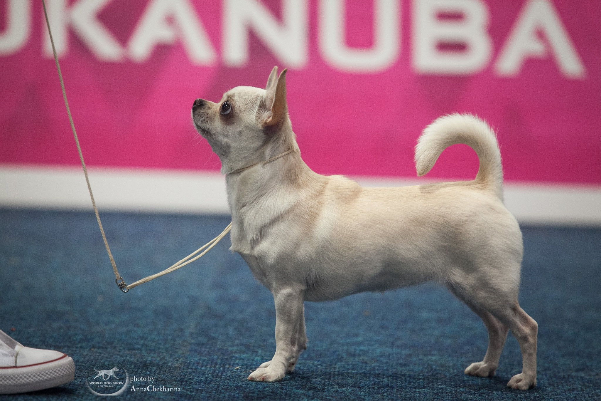 Анималистика. Профессиональный фотограф Чехарина Анна / pro photographer Chekharina