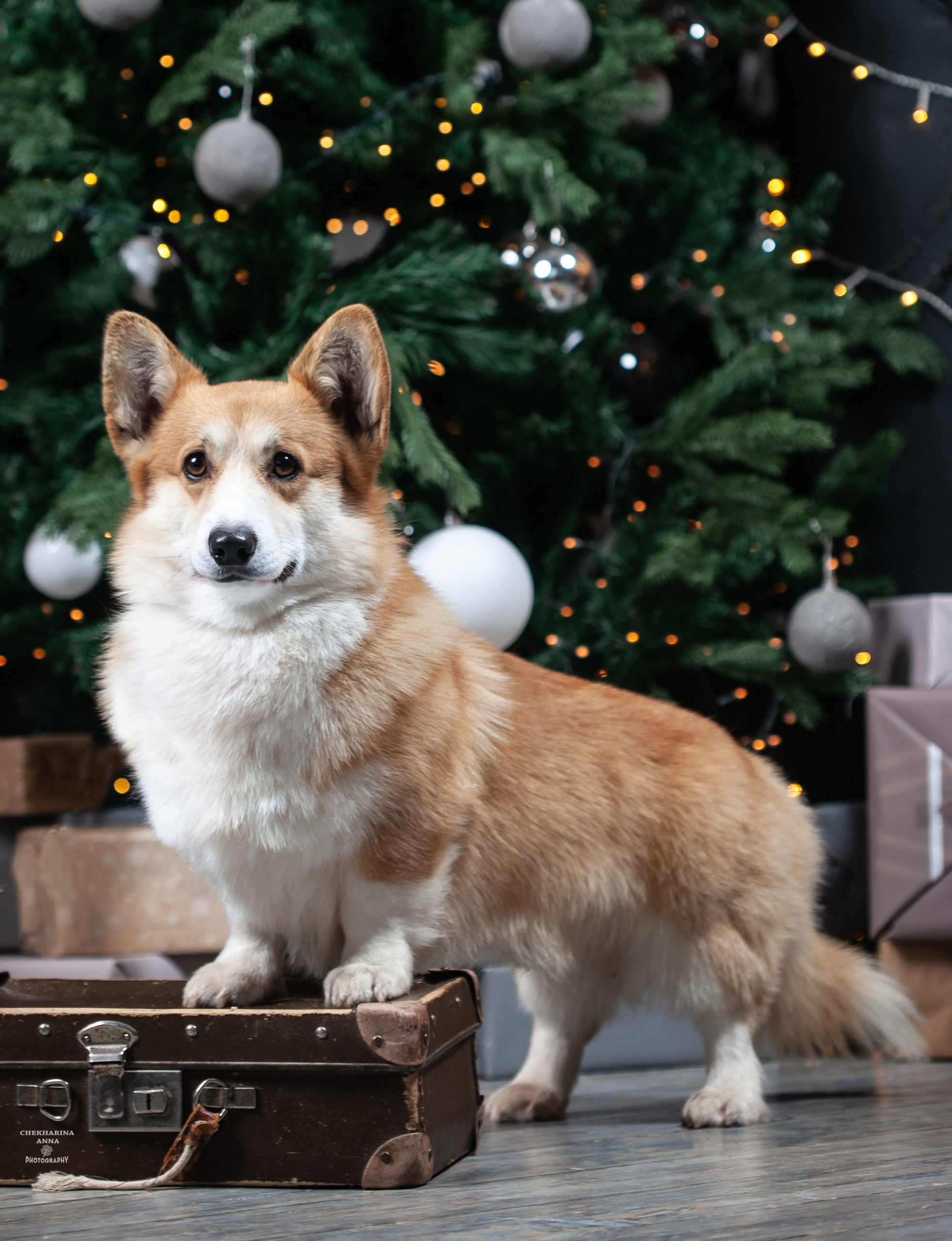 Анималистика. Профессиональный фотограф Чехарина Анна / pro photographer Chekharina