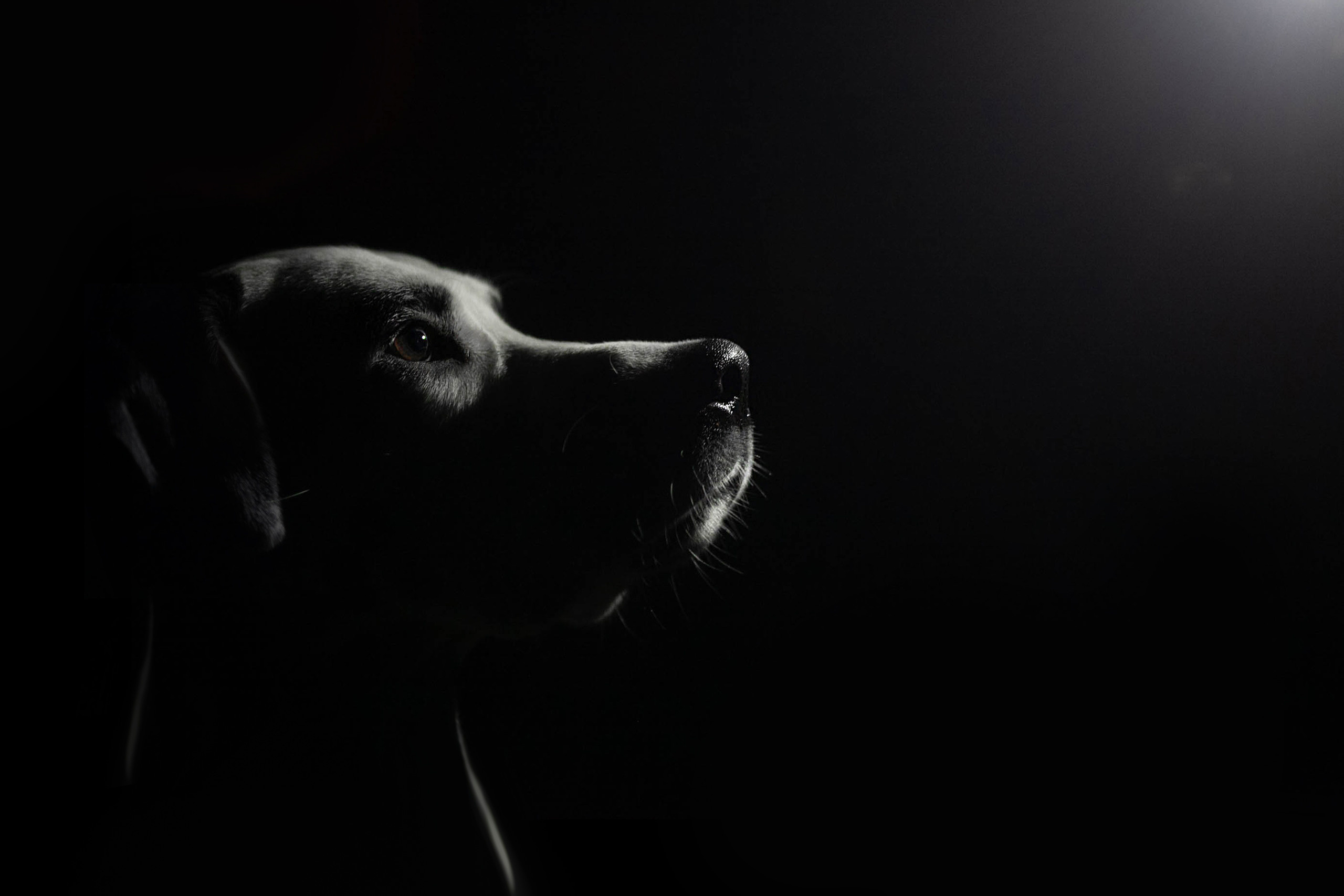 Анималистика. Профессиональный фотограф Чехарина Анна / pro photographer Chekharina