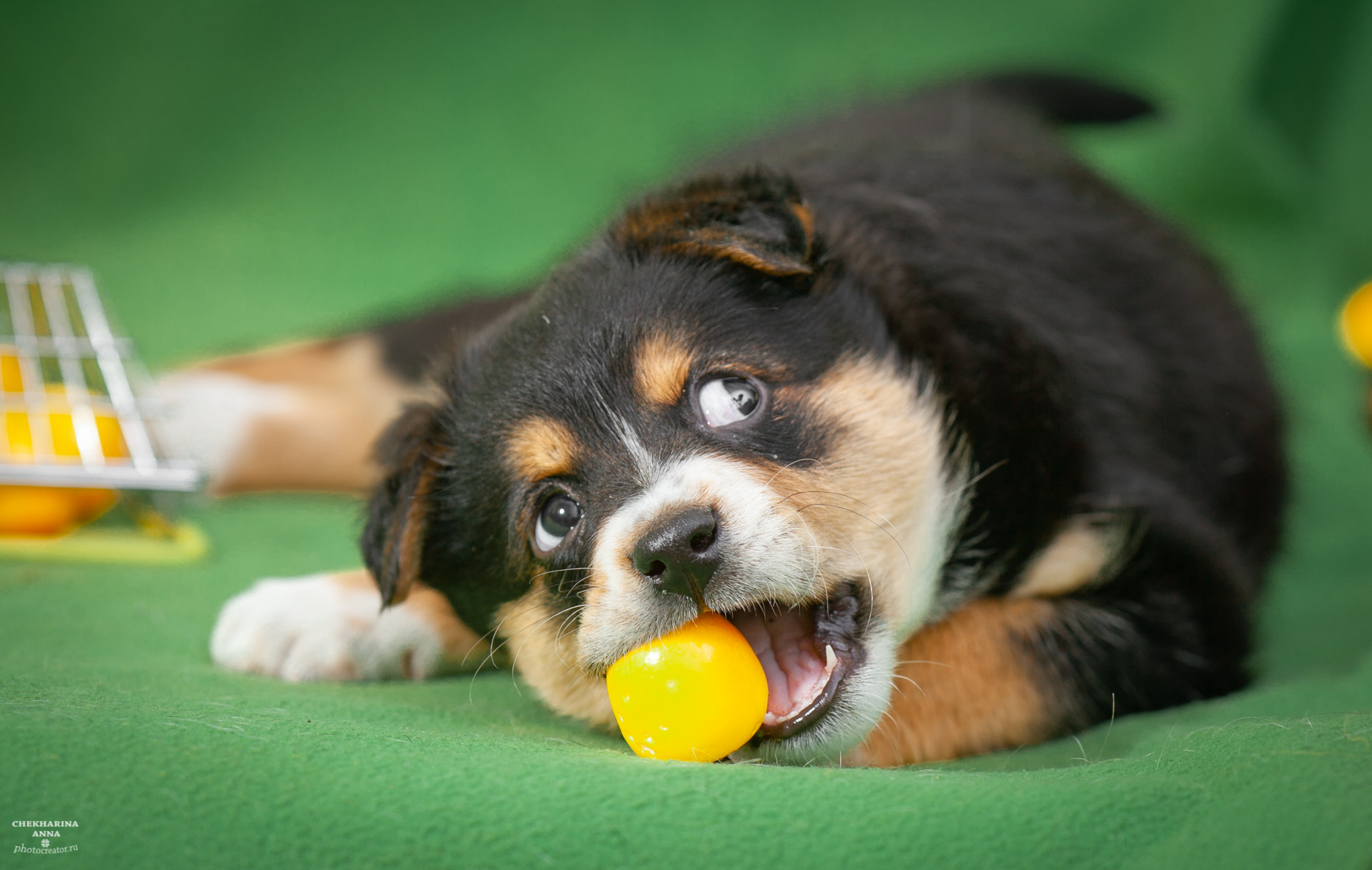 Анималистика. Профессиональный фотограф Чехарина Анна / pro photographer Chekharina