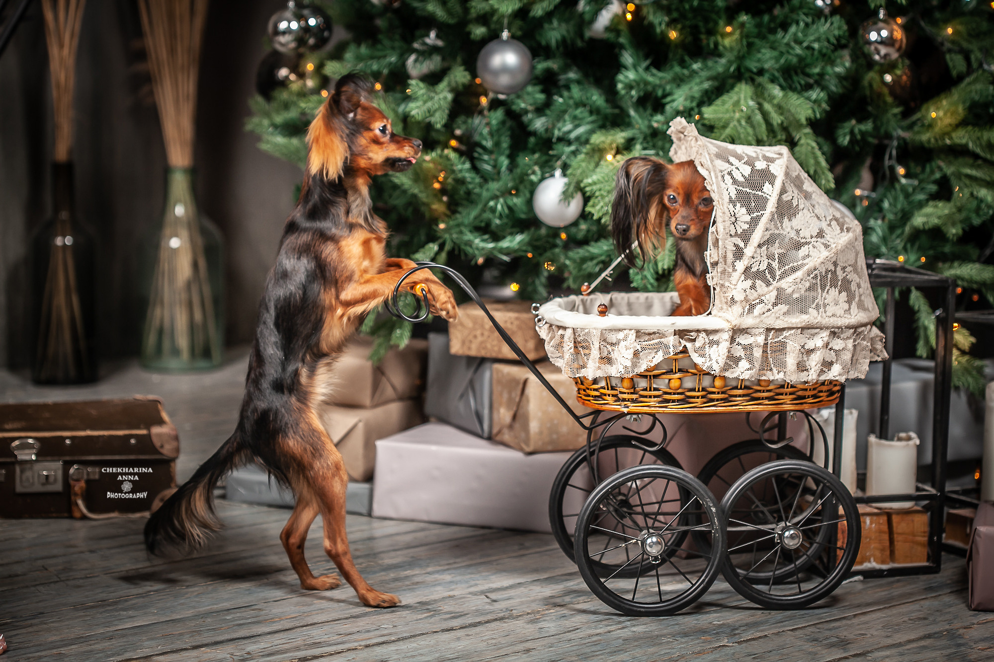 Анималистика. Профессиональный фотограф Чехарина Анна / pro photographer Chekharina