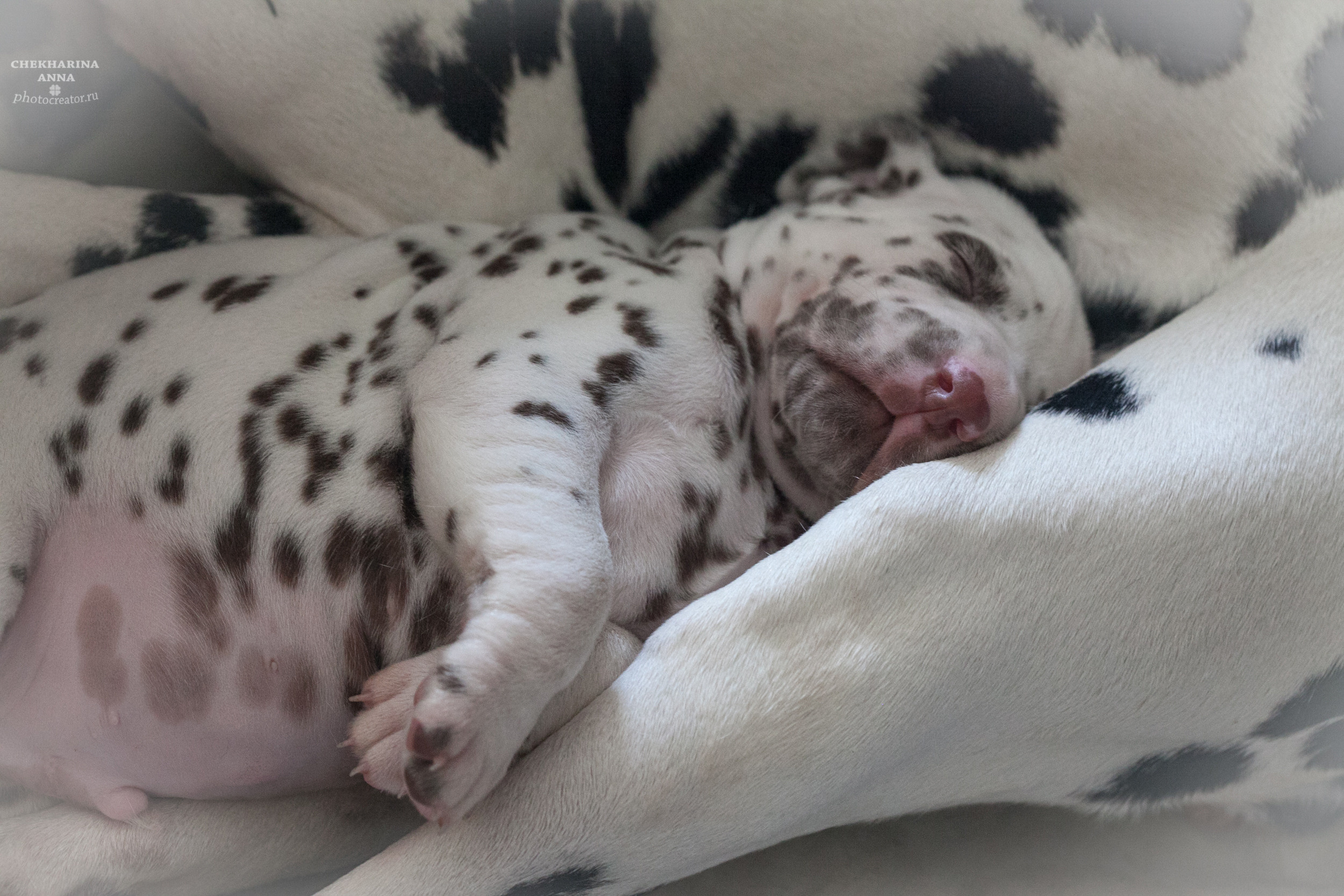 Анималистика. Профессиональный фотограф Чехарина Анна / pro photographer Chekharina