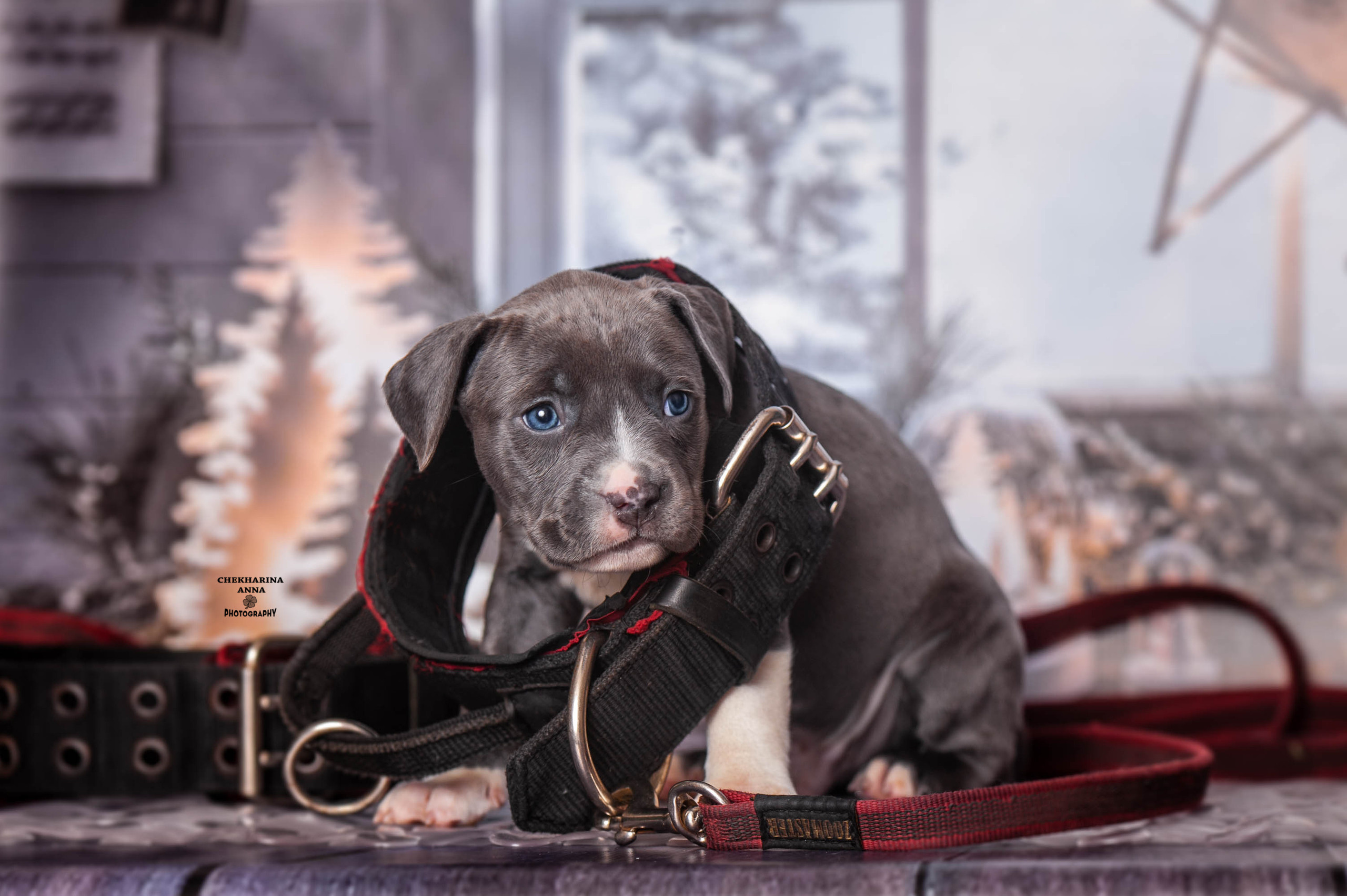 Анималистика. Профессиональный фотограф Чехарина Анна / pro photographer Chekharina