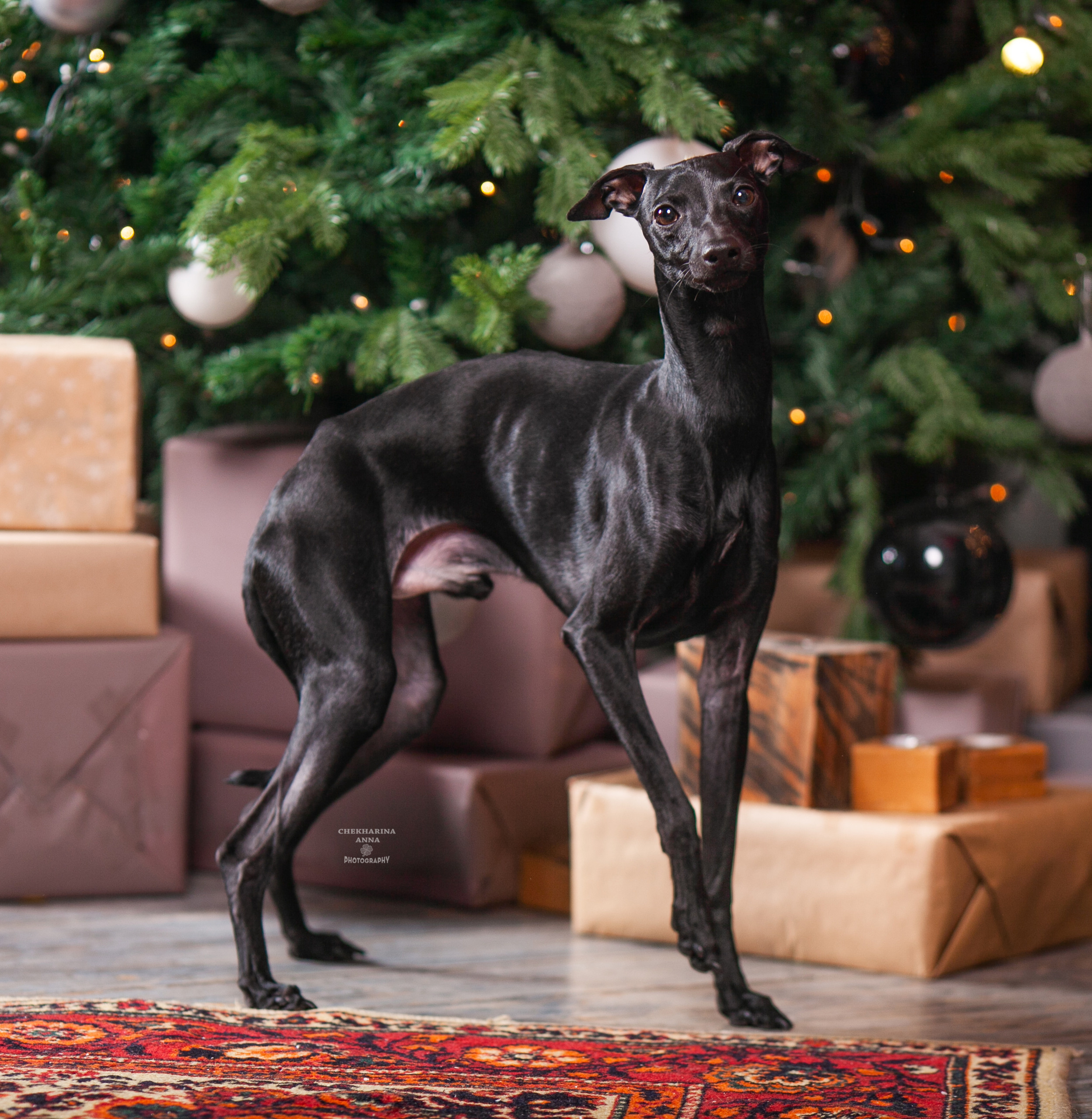 Анималистика. Профессиональный фотограф Чехарина Анна / pro photographer Chekharina