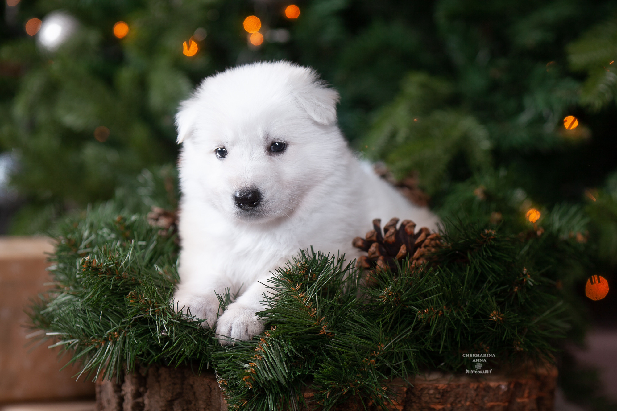 Анималистика. Профессиональный фотограф Чехарина Анна / pro photographer Chekharina