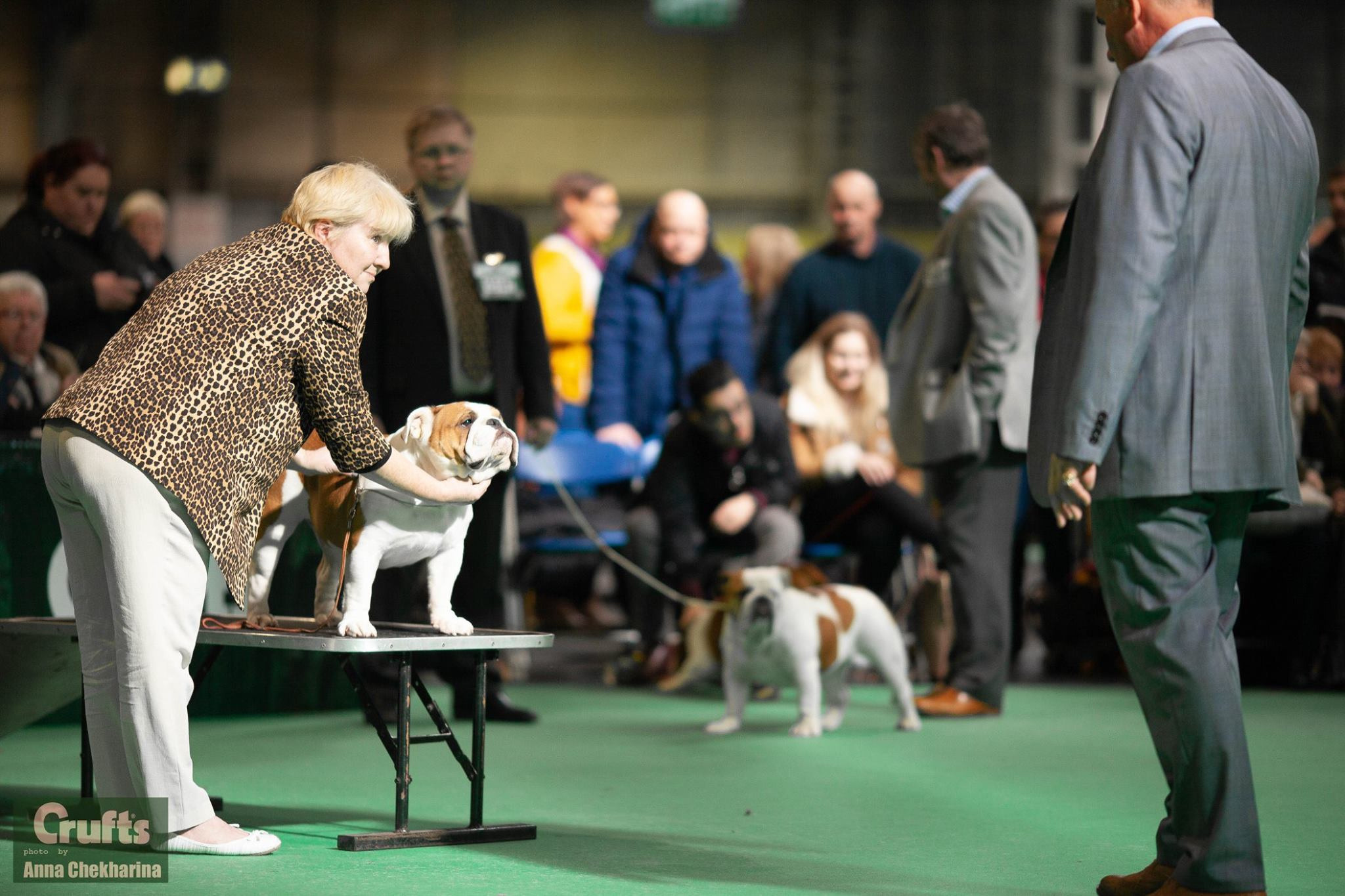 Анималистика. Профессиональный фотограф Чехарина Анна / pro photographer Chekharina