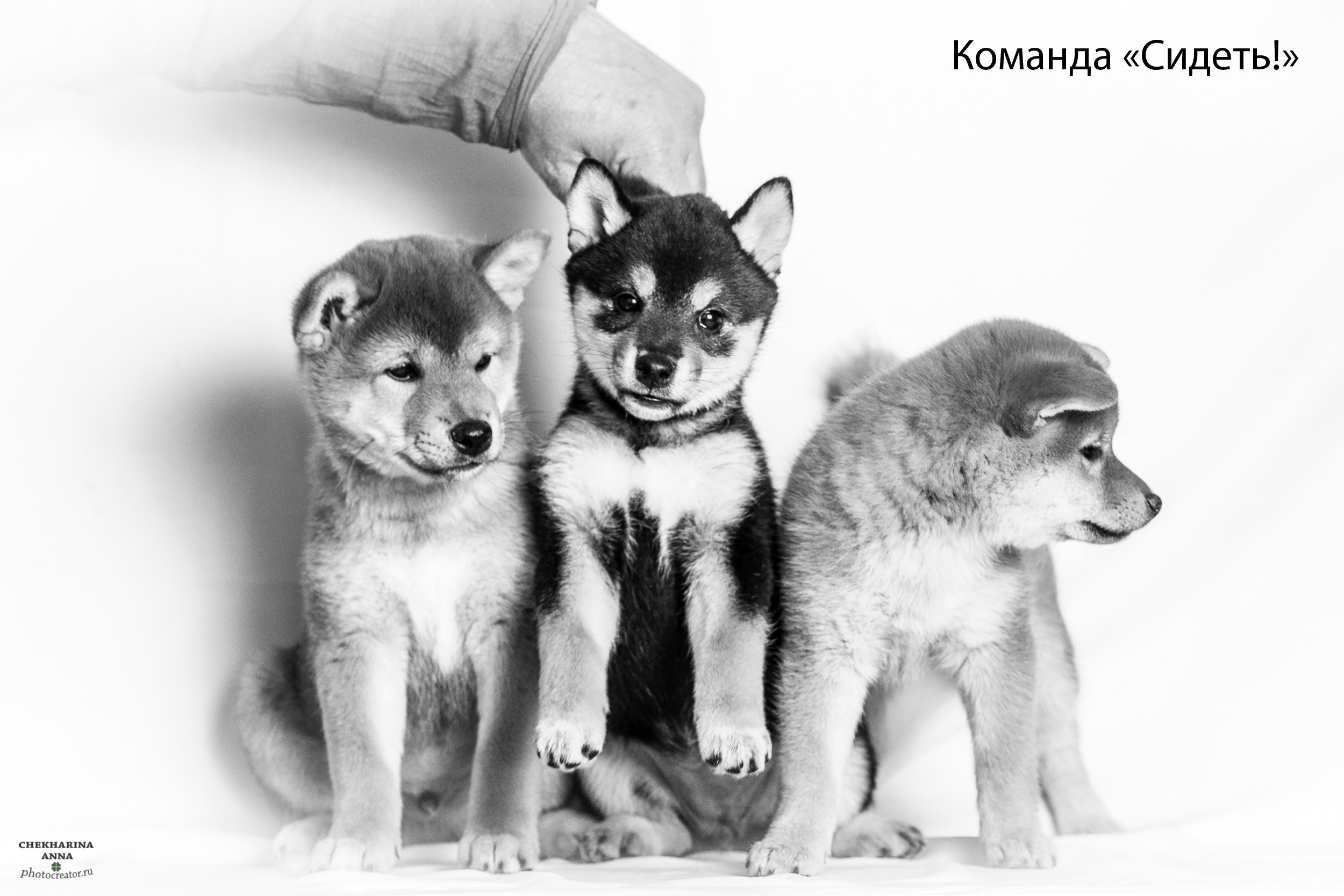 Анималистика. Профессиональный фотограф Чехарина Анна / pro photographer Chekharina