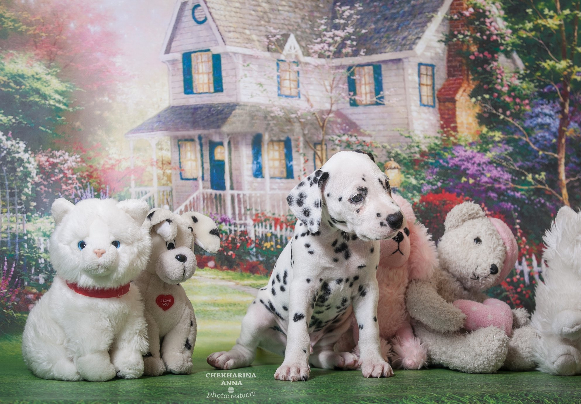 Анималистика. Профессиональный фотограф Чехарина Анна / pro photographer Chekharina
