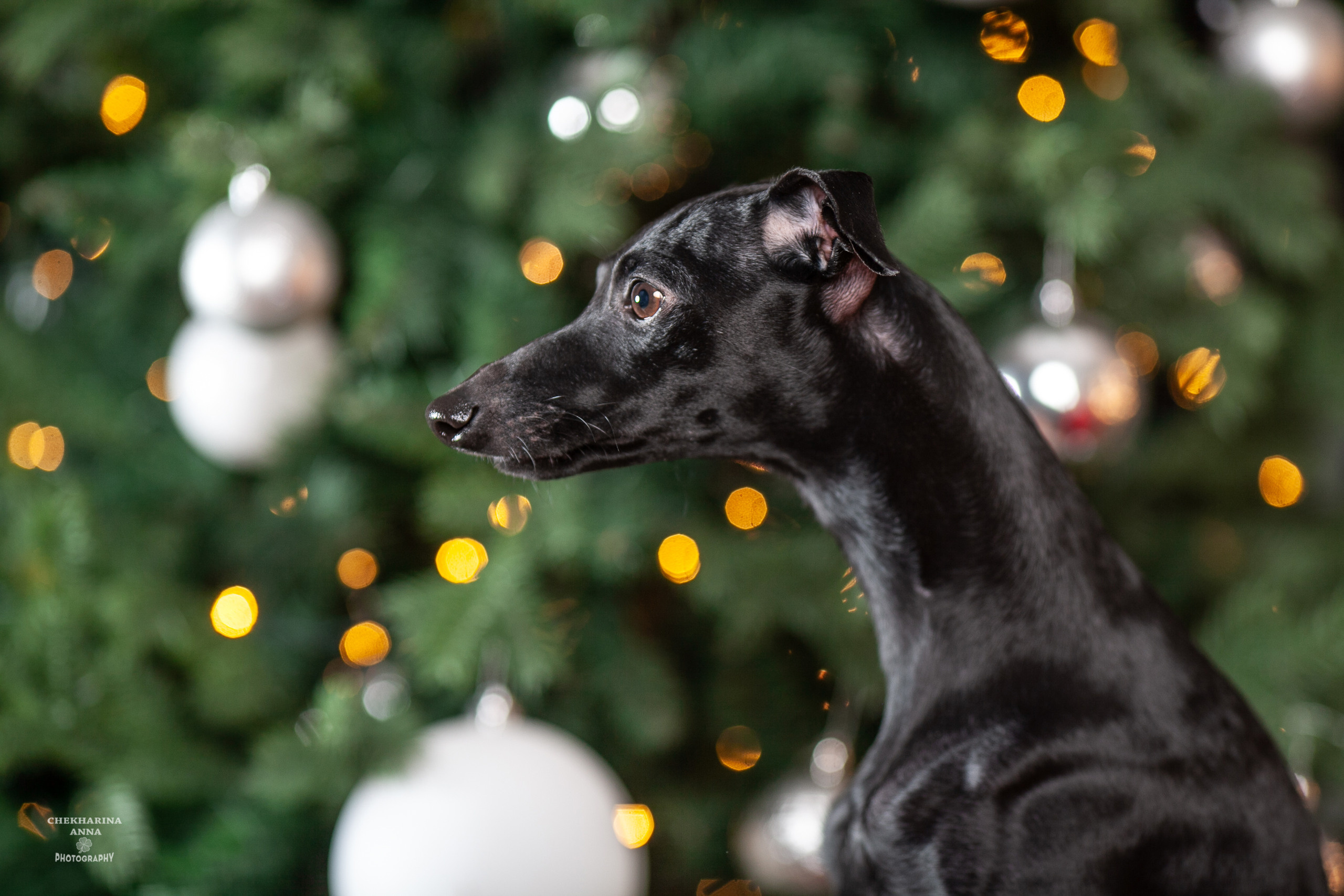 Анималистика. Профессиональный фотограф Чехарина Анна / pro photographer Chekharina