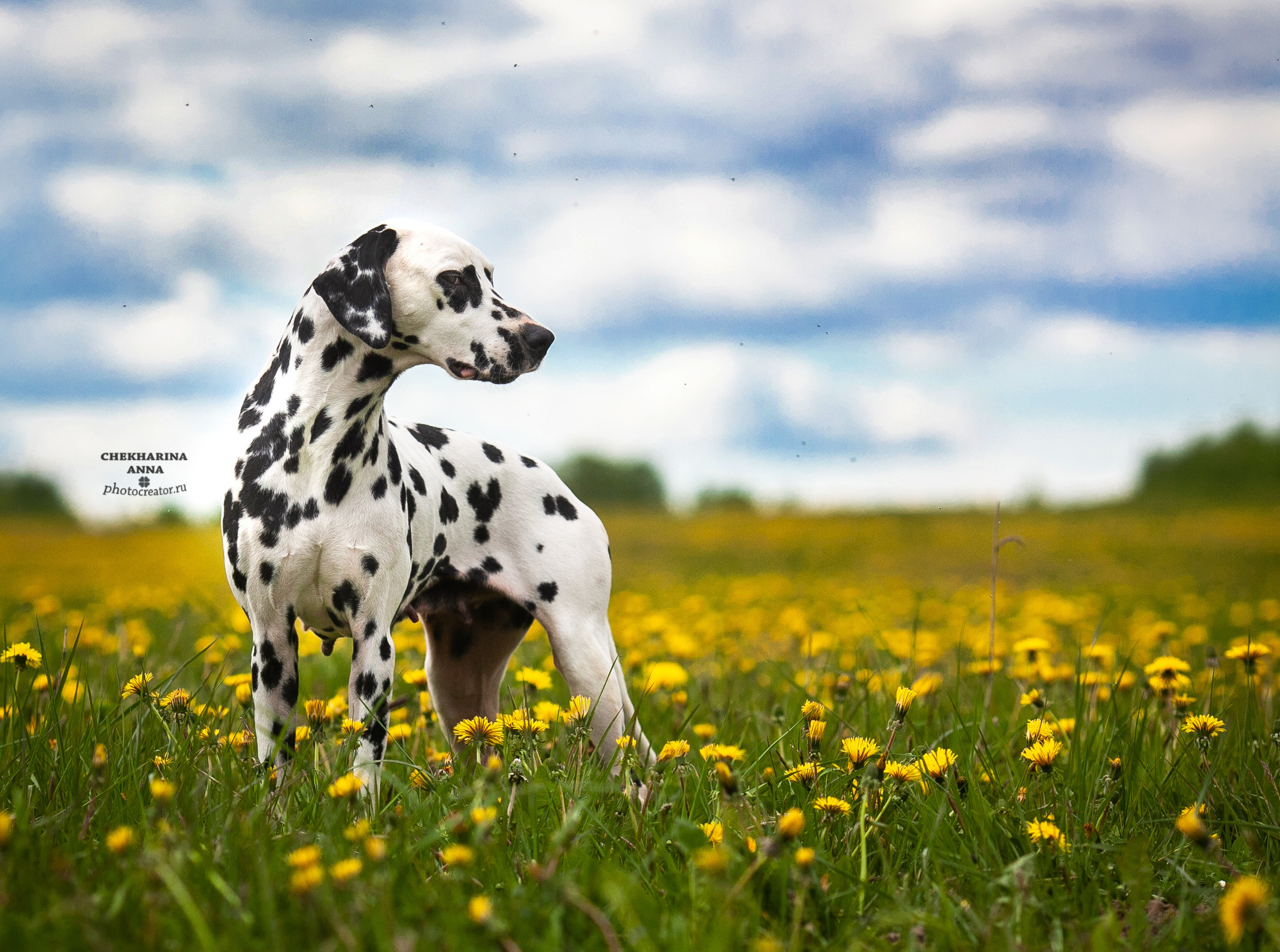 Анималистика. Профессиональный фотограф Чехарина Анна / pro photographer Chekharina