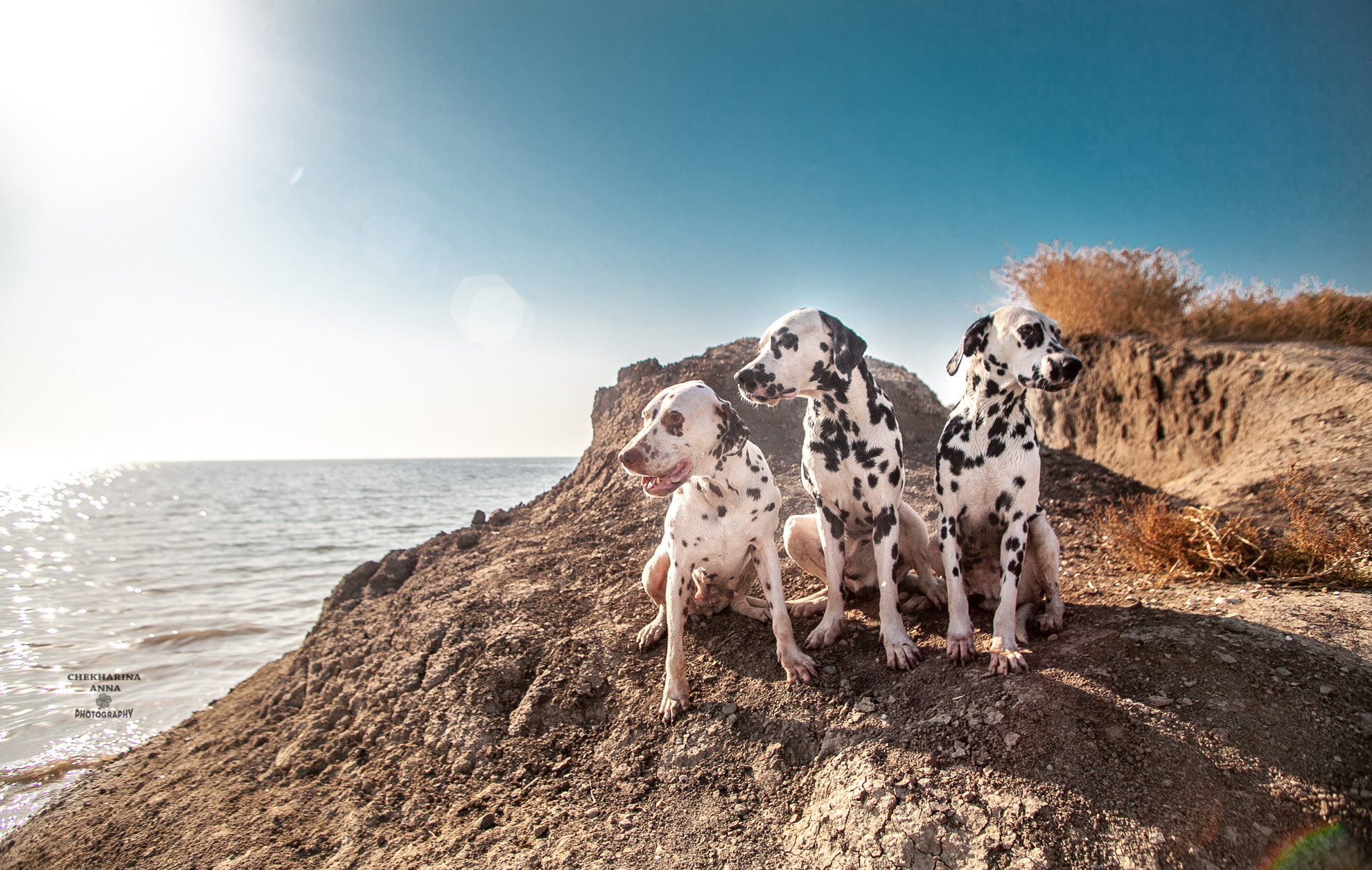 Анималистика. Профессиональный фотограф Чехарина Анна / pro photographer Chekharina