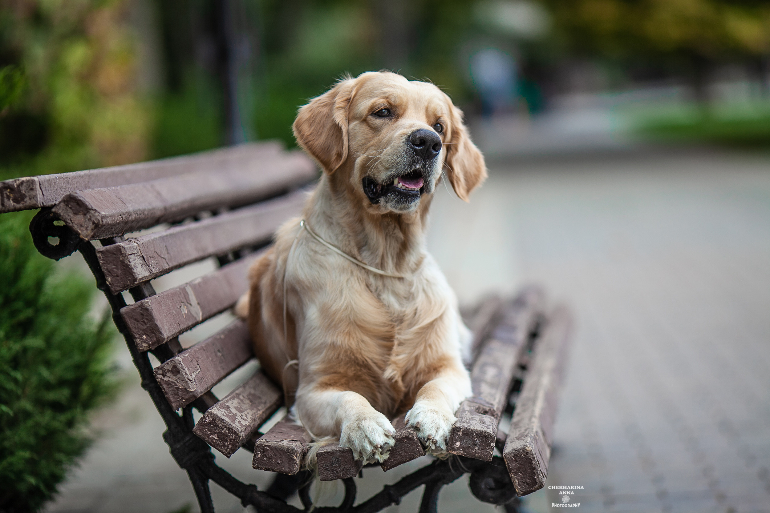 Анималистика. Профессиональный фотограф Чехарина Анна / pro photographer Chekharina