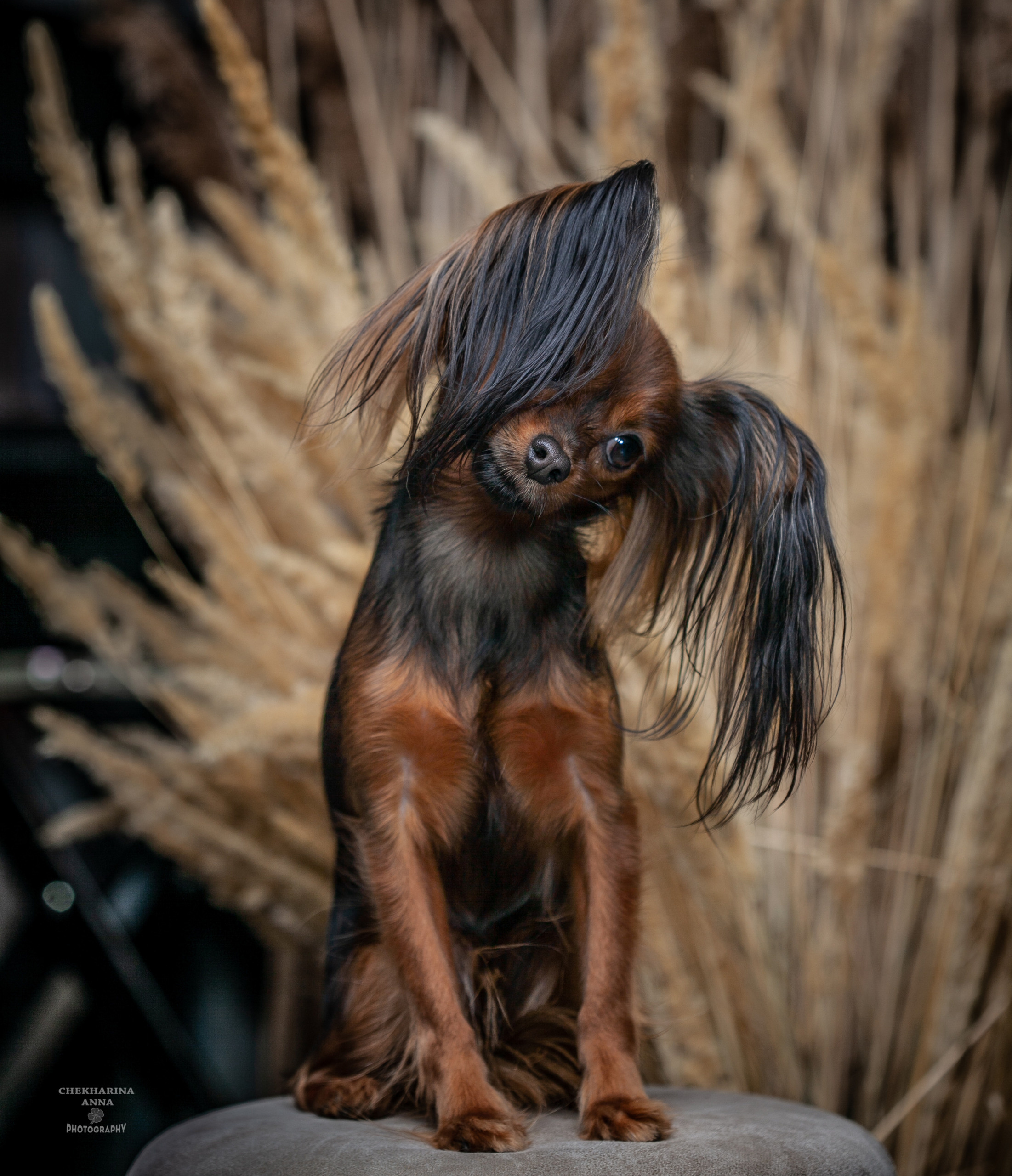 Анималистика. Профессиональный фотограф Чехарина Анна / pro photographer Chekharina