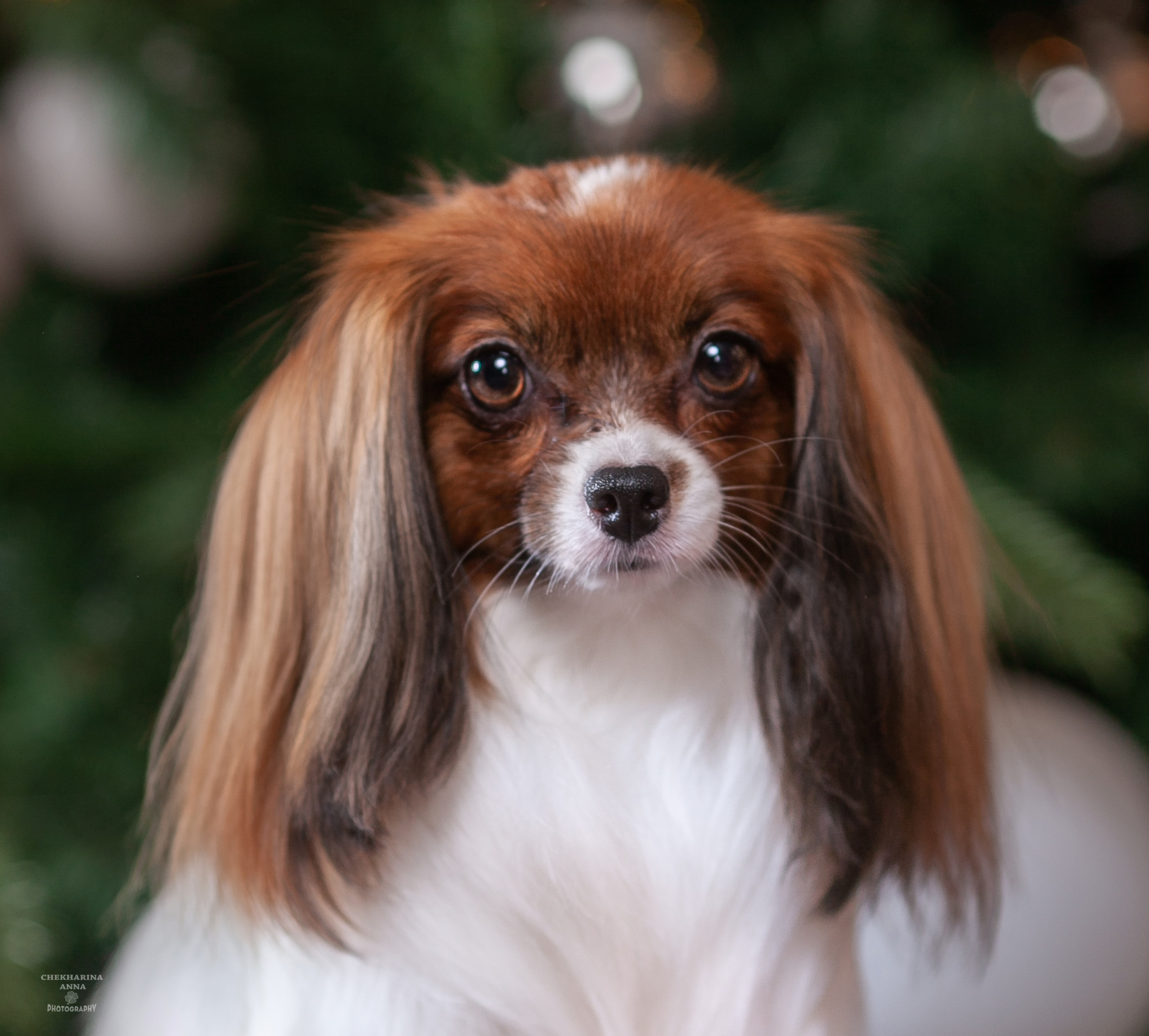 Анималистика. Профессиональный фотограф Чехарина Анна / pro photographer Chekharina