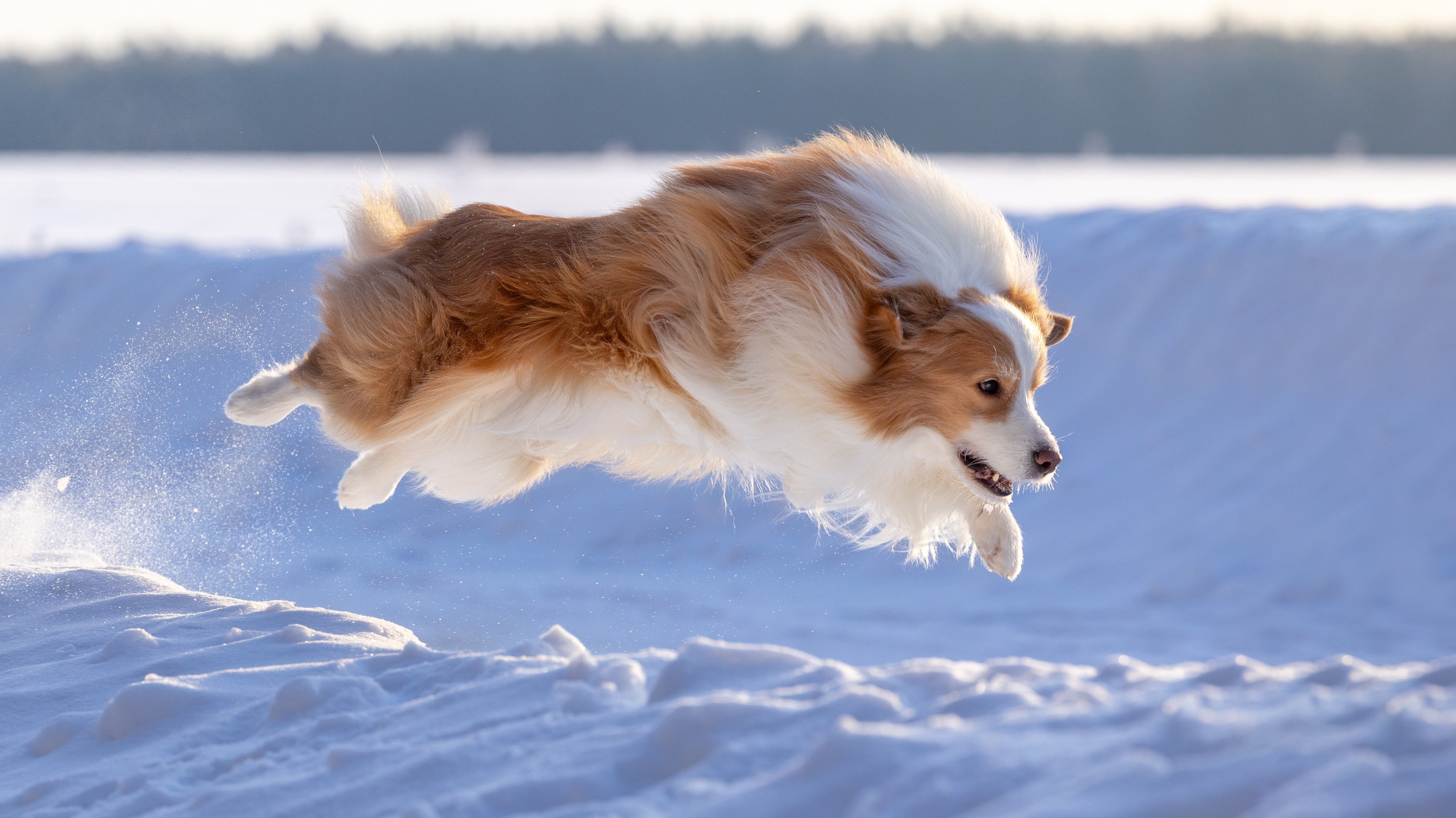 Бордер колли Прайм, Вэй и Лёля. Фотограф-анималист Natalia Deingel | Фотосъемка собак в Москве
