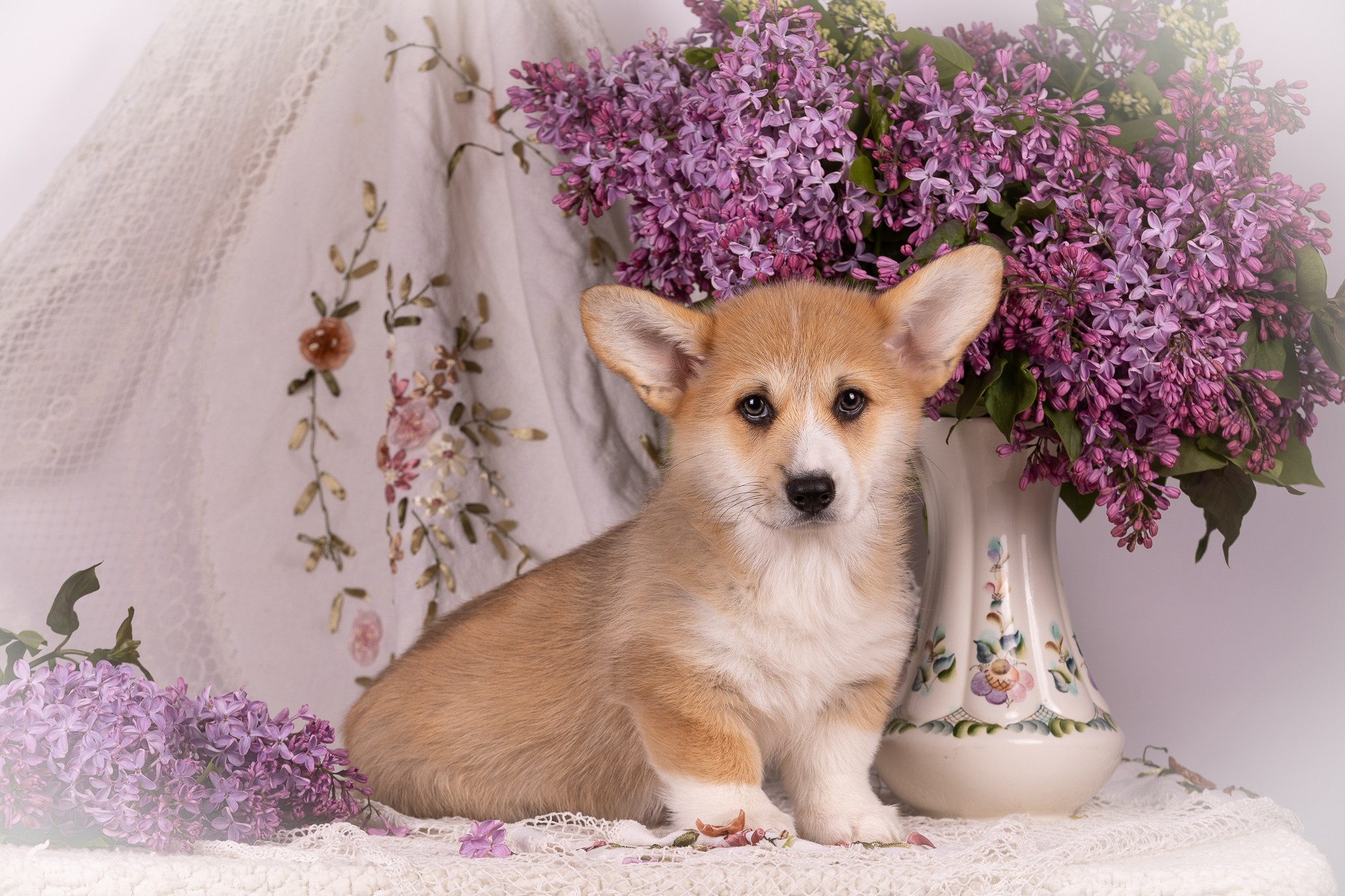 Фотосъёмки щенков. Фотограф-анималист Natalia Deingel | Фотосъемка собак в Москве