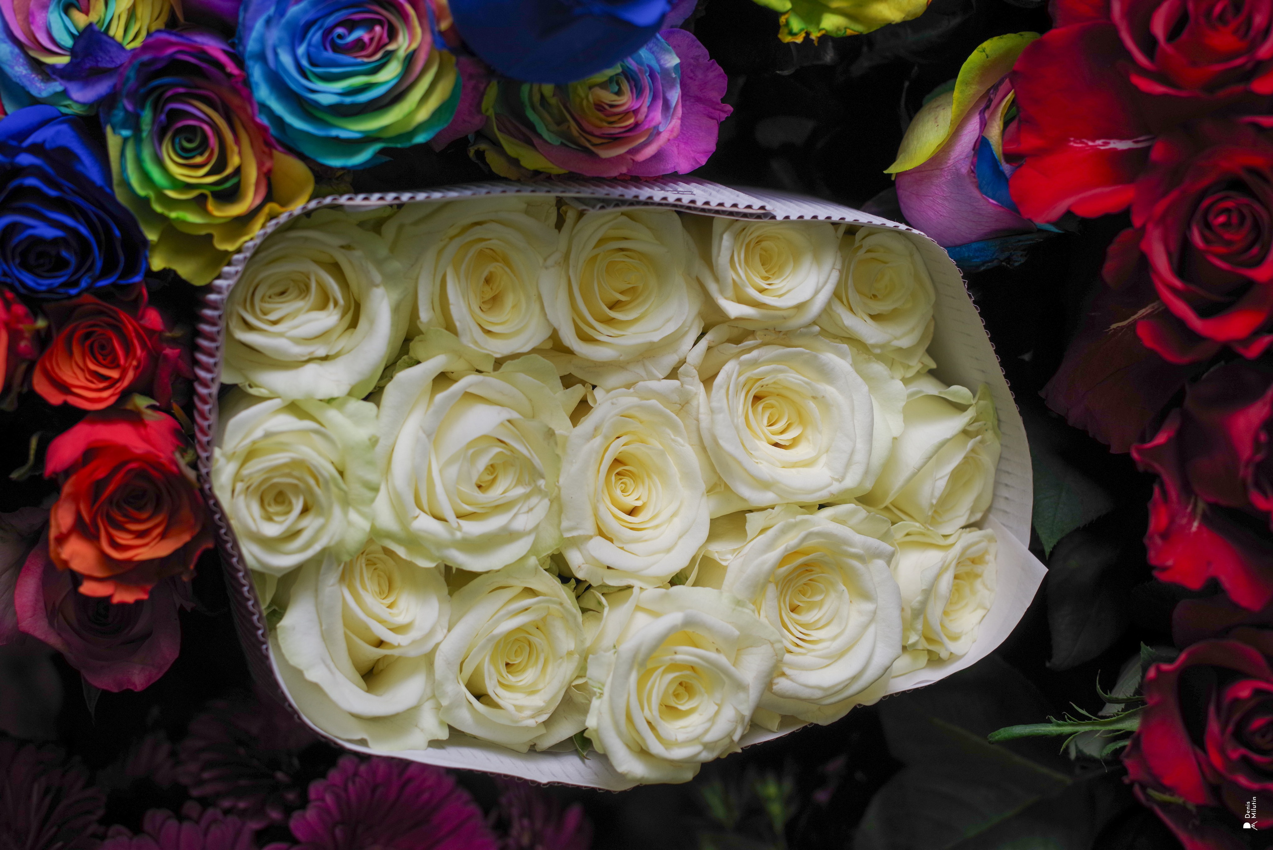 Салон цветов. Портретный фотограф Денис Милютин