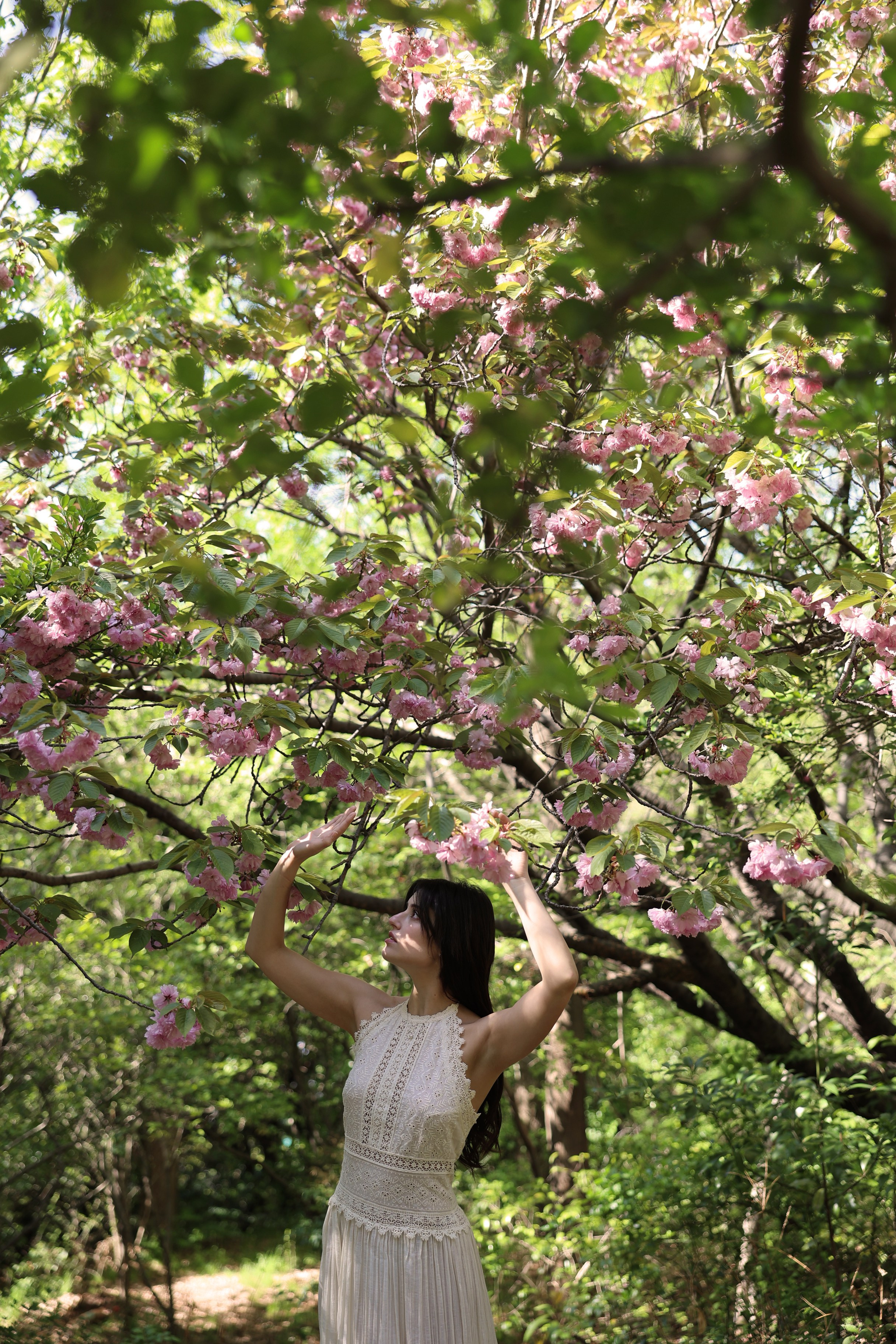 Busan Photographer. Photographer in Busan | Royal Cherry Blossom Solo Photoshoot