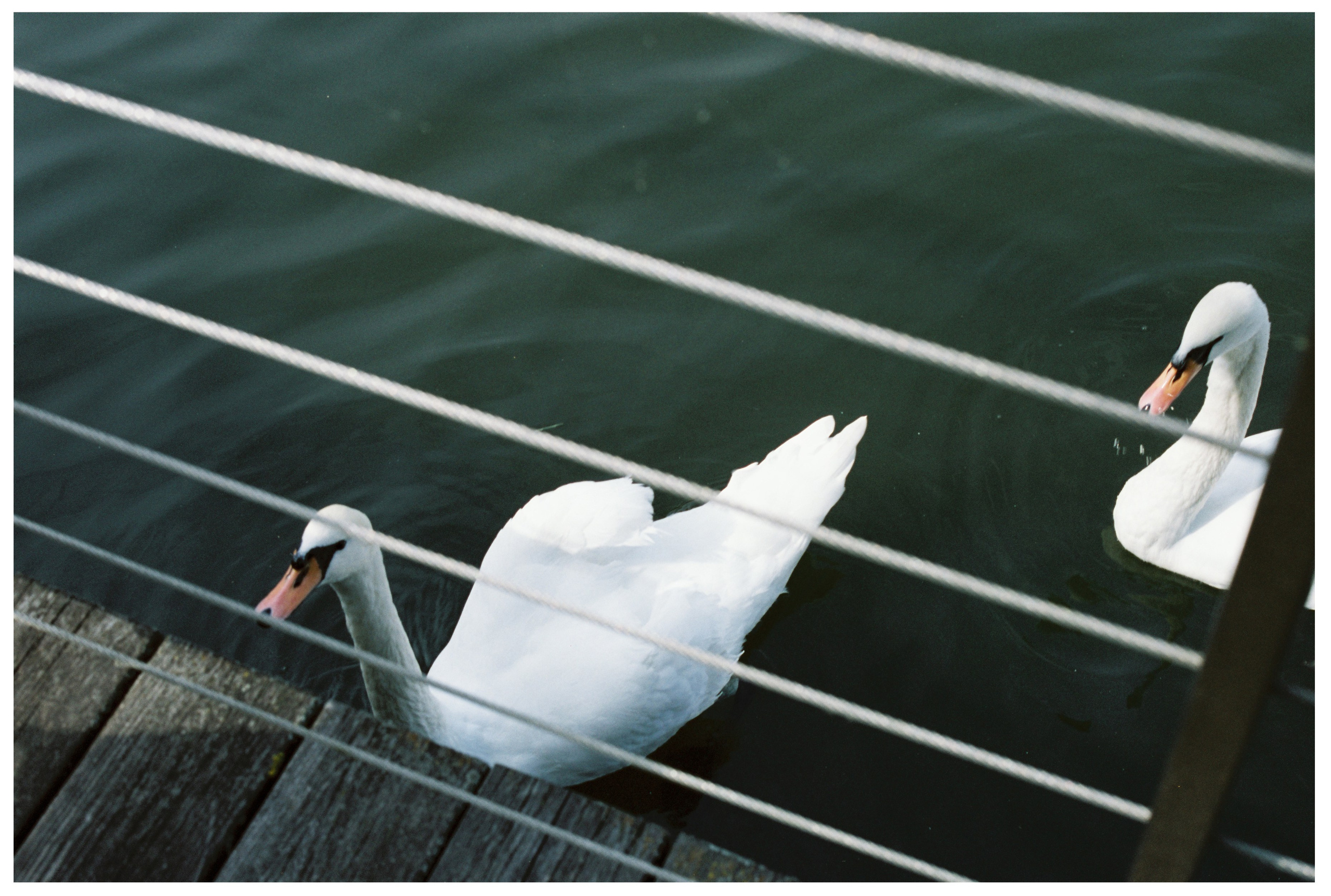 Картинки. Сандра Ковалева | ЧБ фотограф