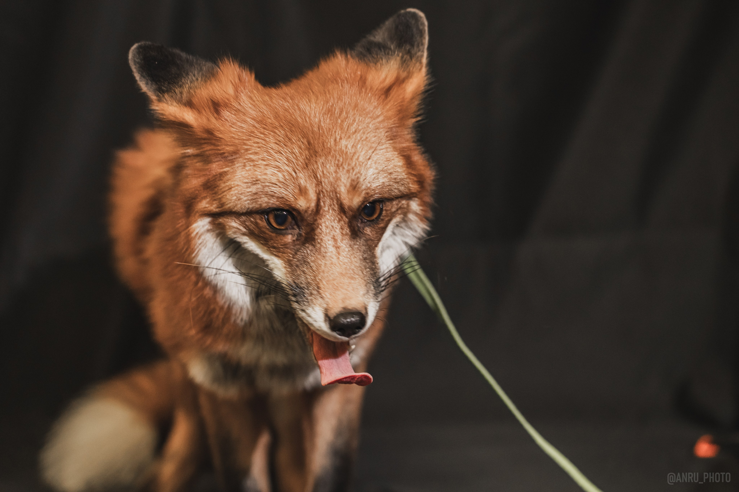 Fox Family fest. Репортажный фотограф Анастасия Рубцова