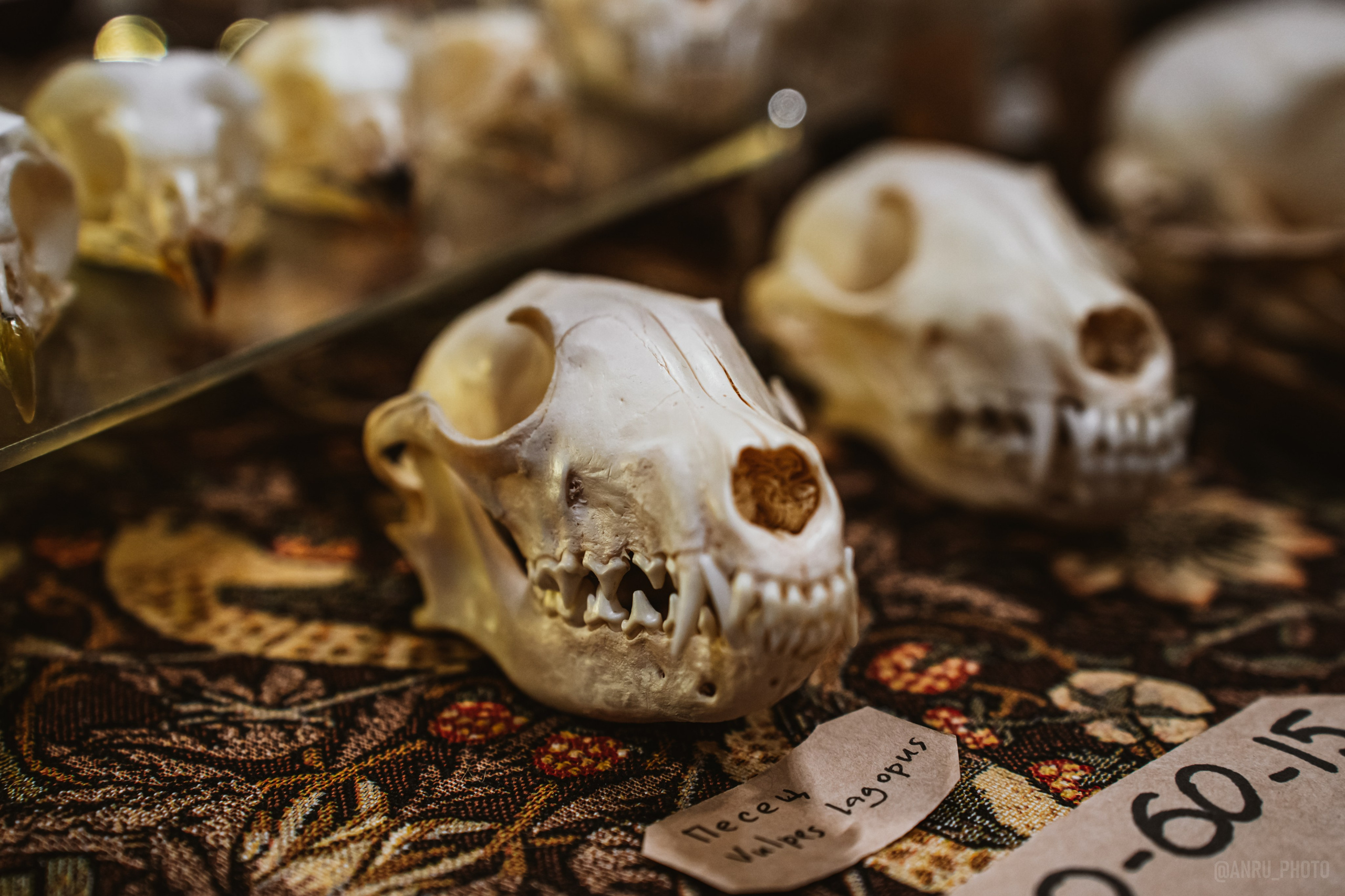 Рептилиум (ручная работа). Репортажный фотограф Анастасия Рубцова